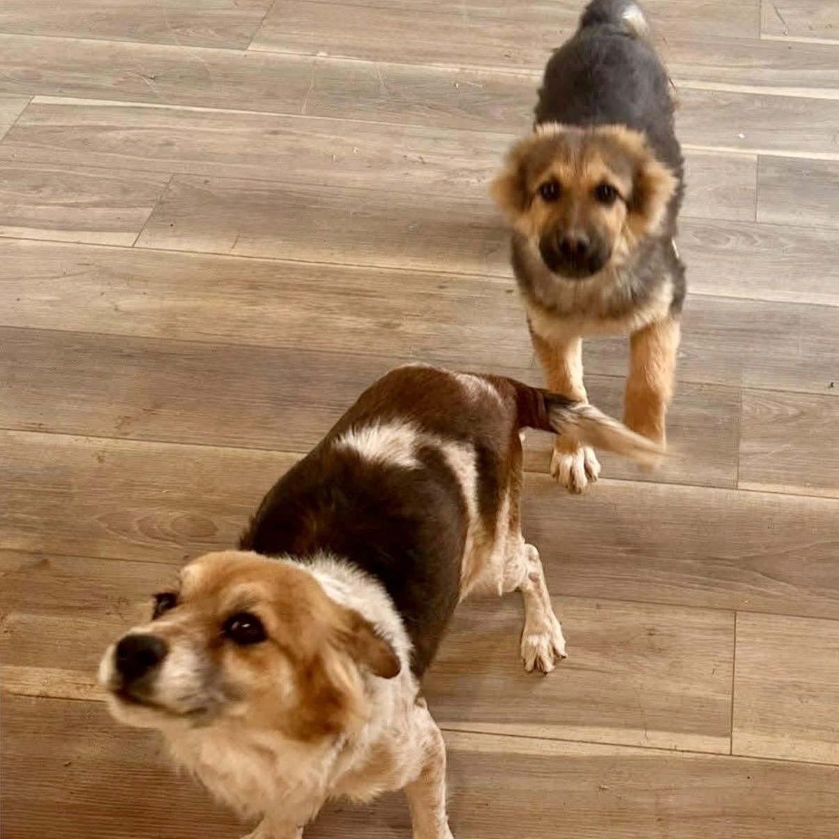 Enlarge Kaiser, a Adoptable mixed breed in Glenolden, PA image 6/6