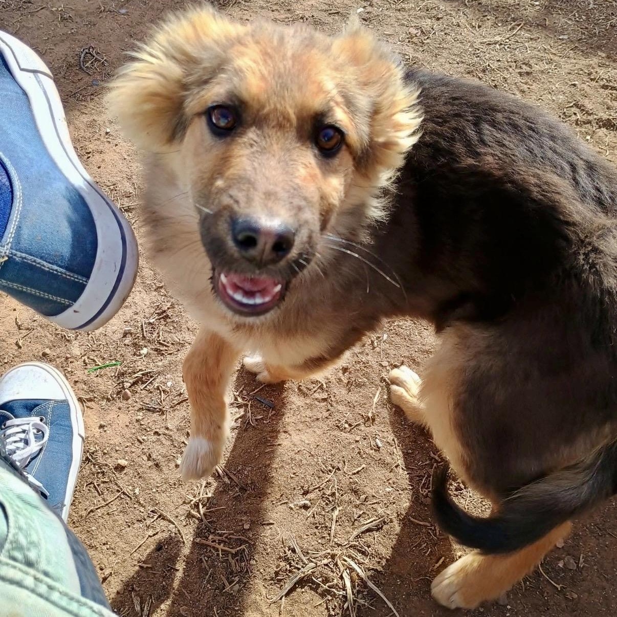 Enlarge Kaiser, a Adoptable mixed breed in Glenolden, PA image 2/6