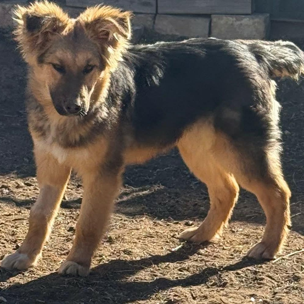 Kaiser, Adoptable, Puppy Male German Shepherd Dog & Australian Shepherd.