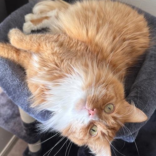 Enlarge Weasley, a Adoptable Domestic Long Hair in Sammamish, WA image 2/6