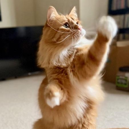 Enlarge Weasley, a Adoptable Domestic Long Hair in Sammamish, WA image 4/6