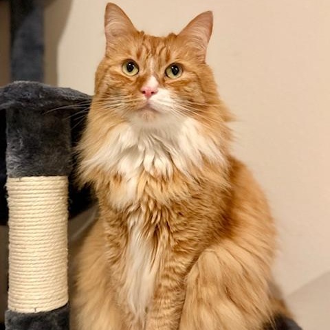 Weasley, Adoptable, Young Male Domestic Long Hair.