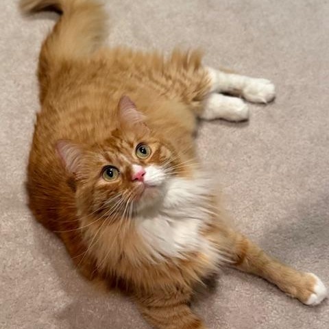 Enlarge Weasley, a Adoptable Domestic Long Hair in Sammamish, WA image 5/6