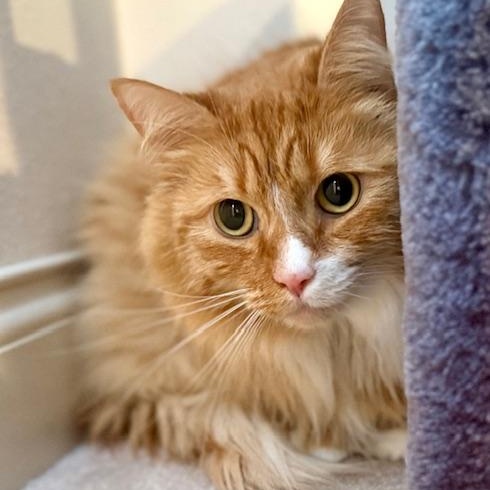 Enlarge Weasley, a Adoptable Domestic Long Hair in Sammamish, WA image 3/6