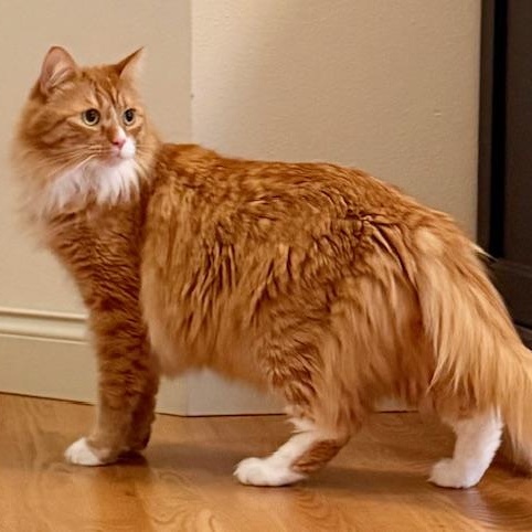 Enlarge Weasley, a Adoptable Domestic Long Hair in Sammamish, WA image 6/6