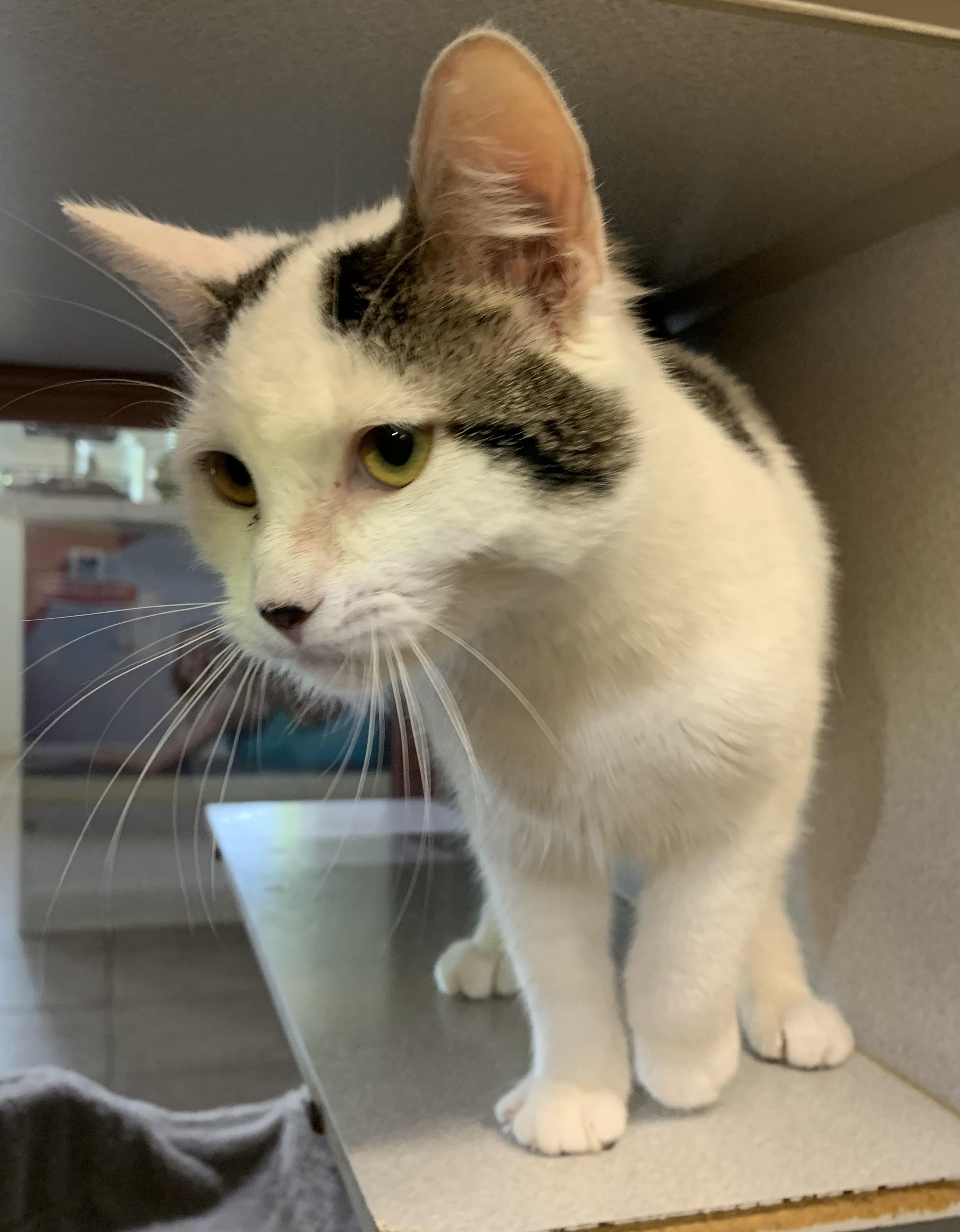 Enlarge June, a ADOPTABLE mixed breed in Massena, NY image 1/3