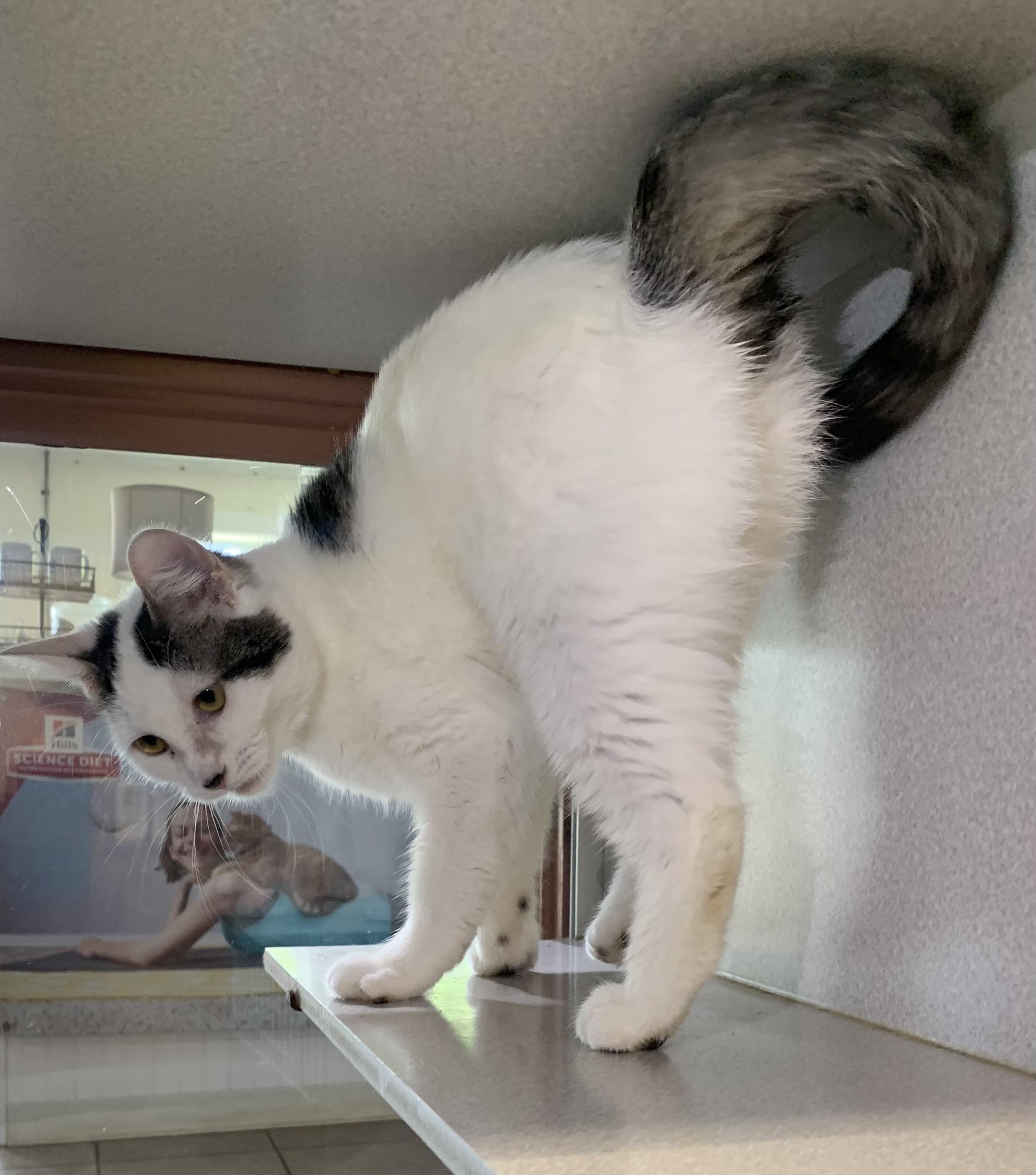 Enlarge June, a ADOPTABLE mixed breed in Massena, NY image 2/3