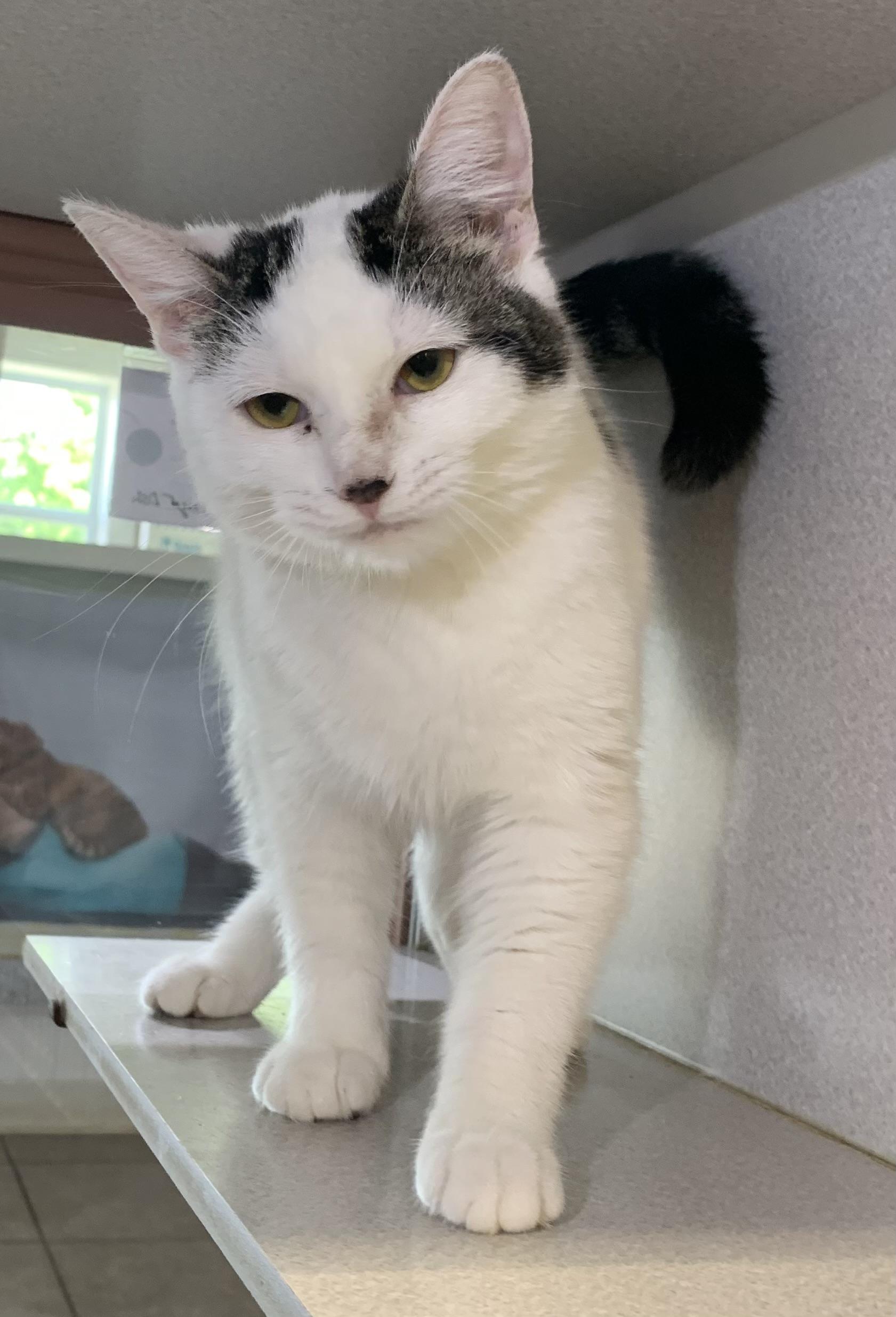 Enlarge June, a ADOPTABLE mixed breed in Massena, NY image 3/3