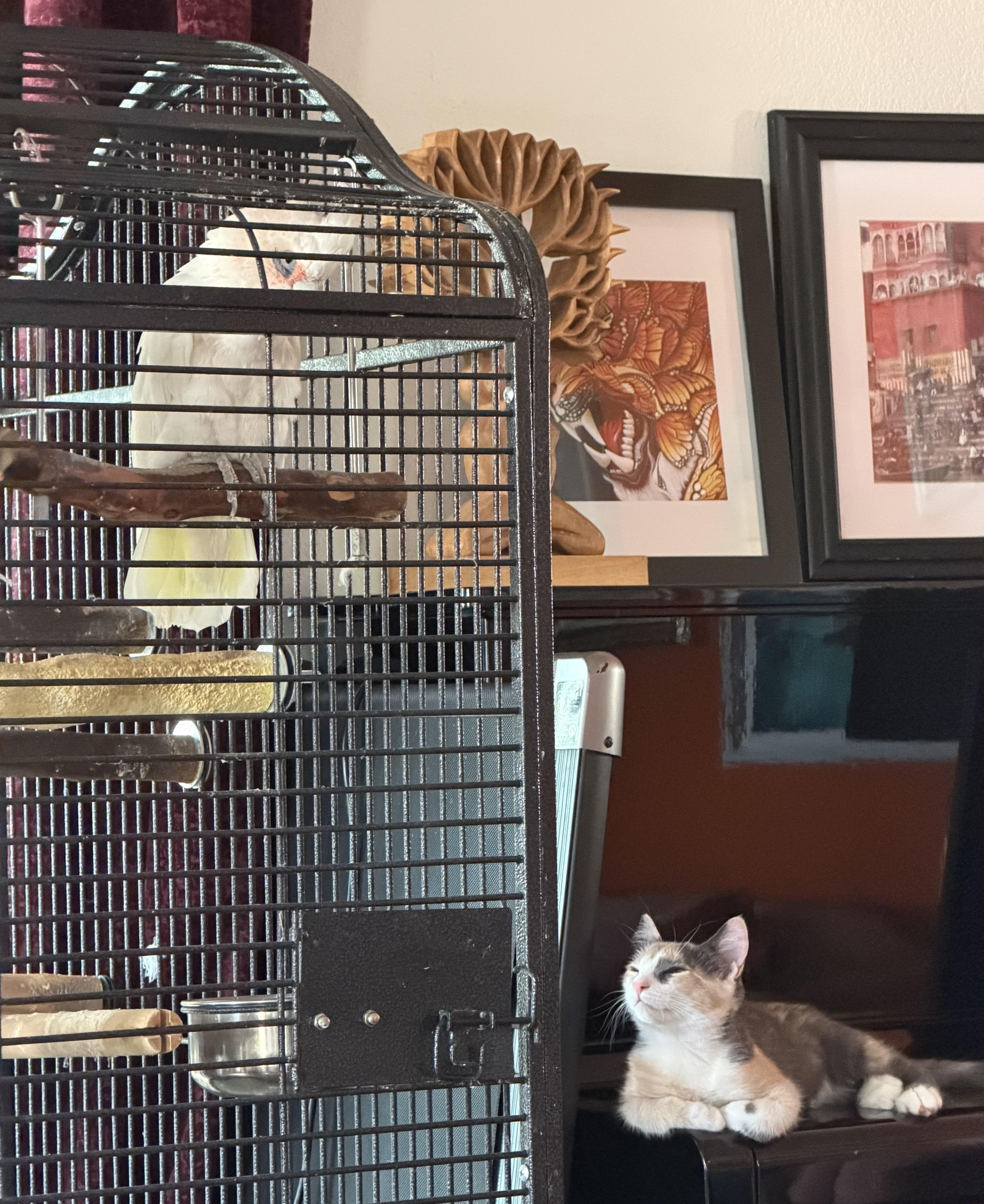 Maggie, a Adoptable Domestic Medium Hair in Palm Desert, CA image 4/5