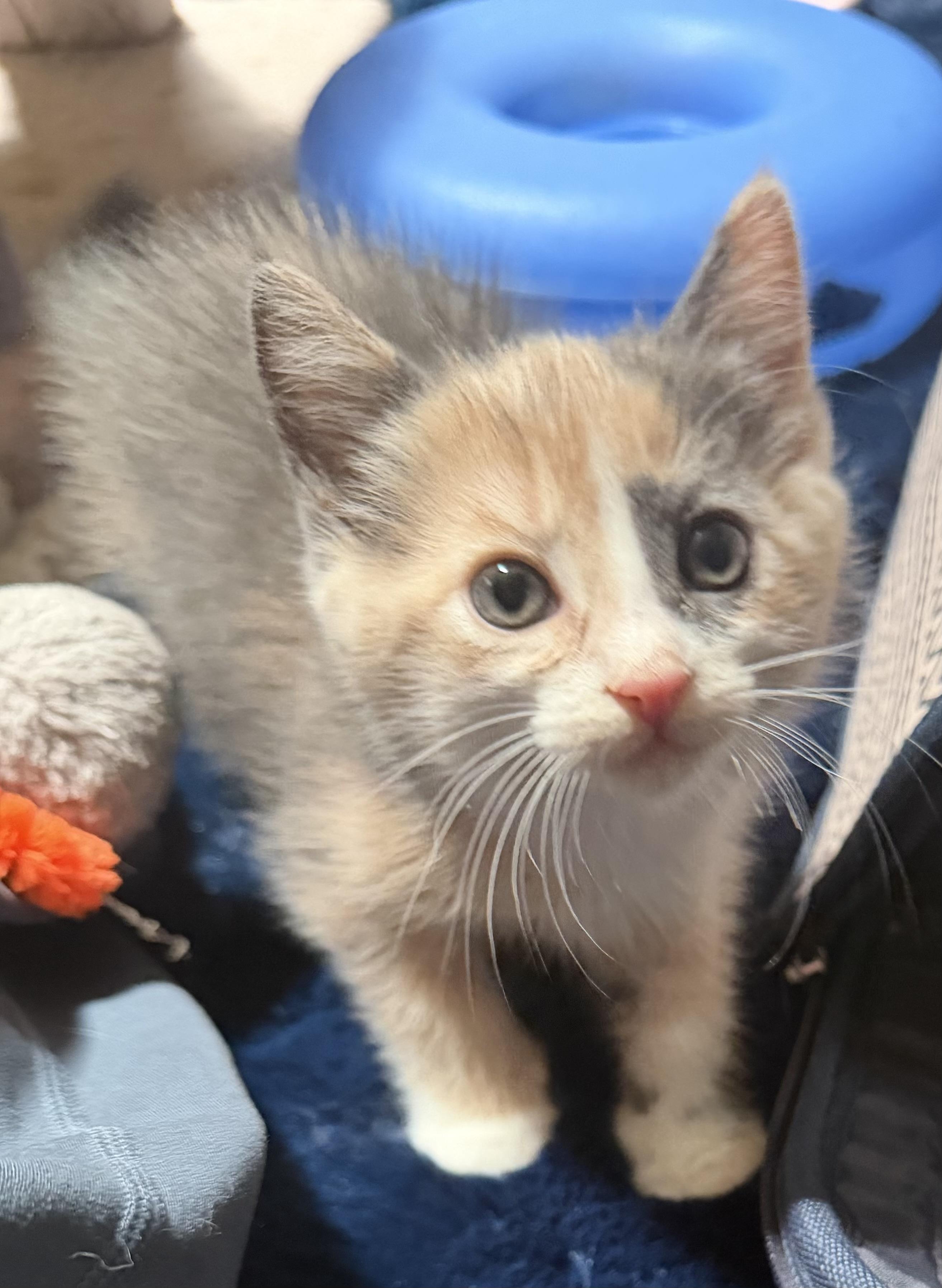Maggie, Adoptable, Young Female Domestic Medium Hair.