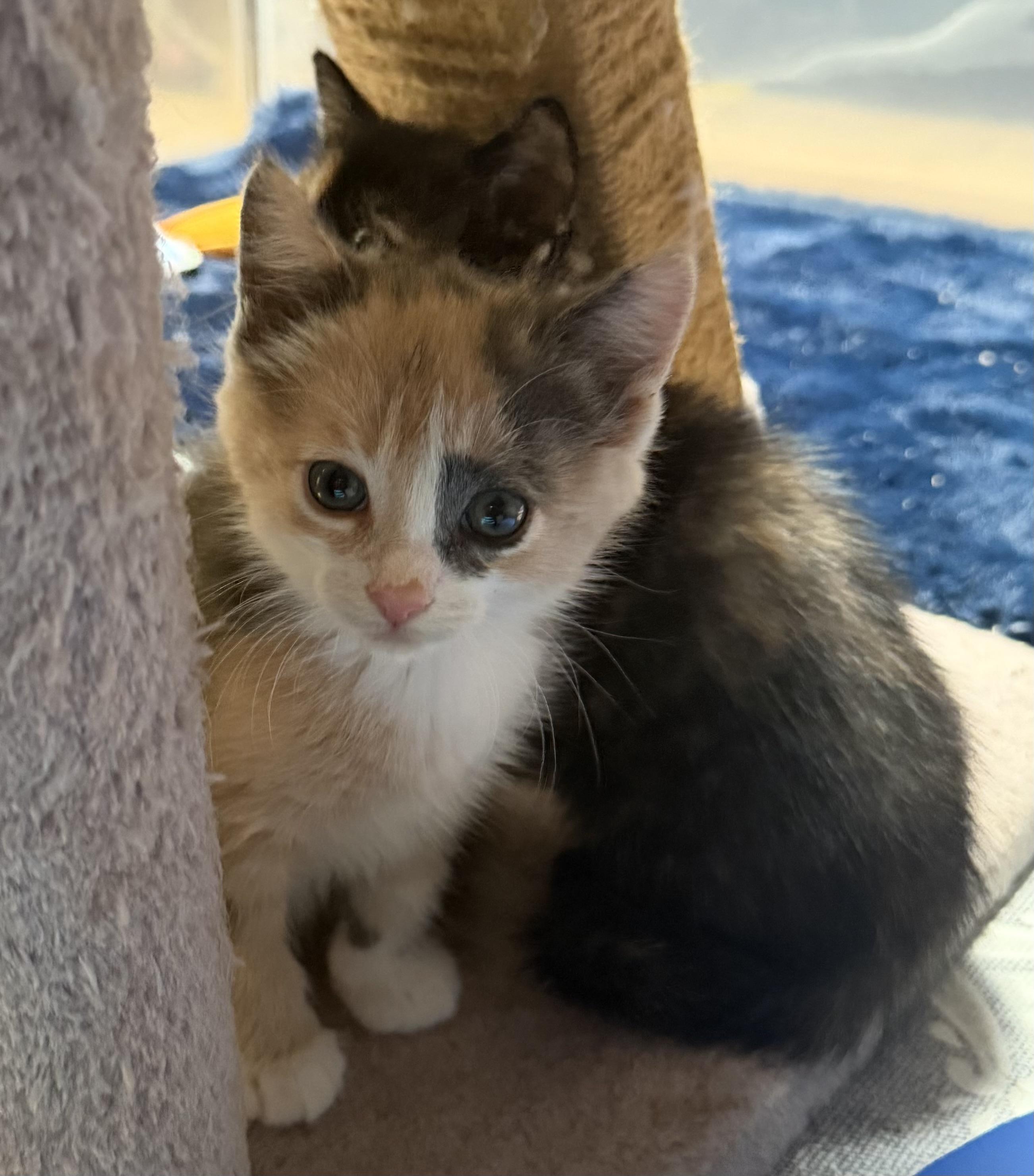 Enlarge Maggie, a Adoptable Domestic Medium Hair in Palm Desert, CA image 2/3