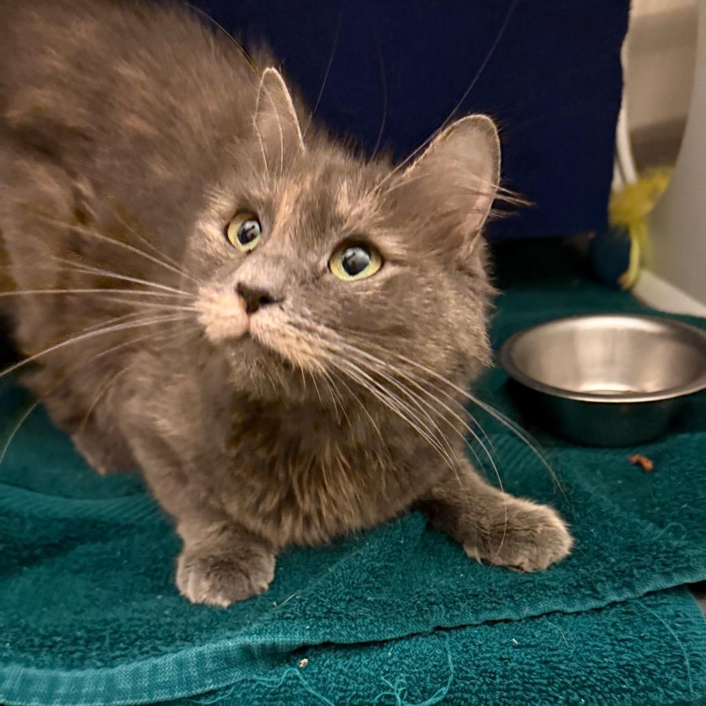 Enlarge Clarissa, a Adoptable Domestic Long Hair in Council Bluffs, IA image 1/1