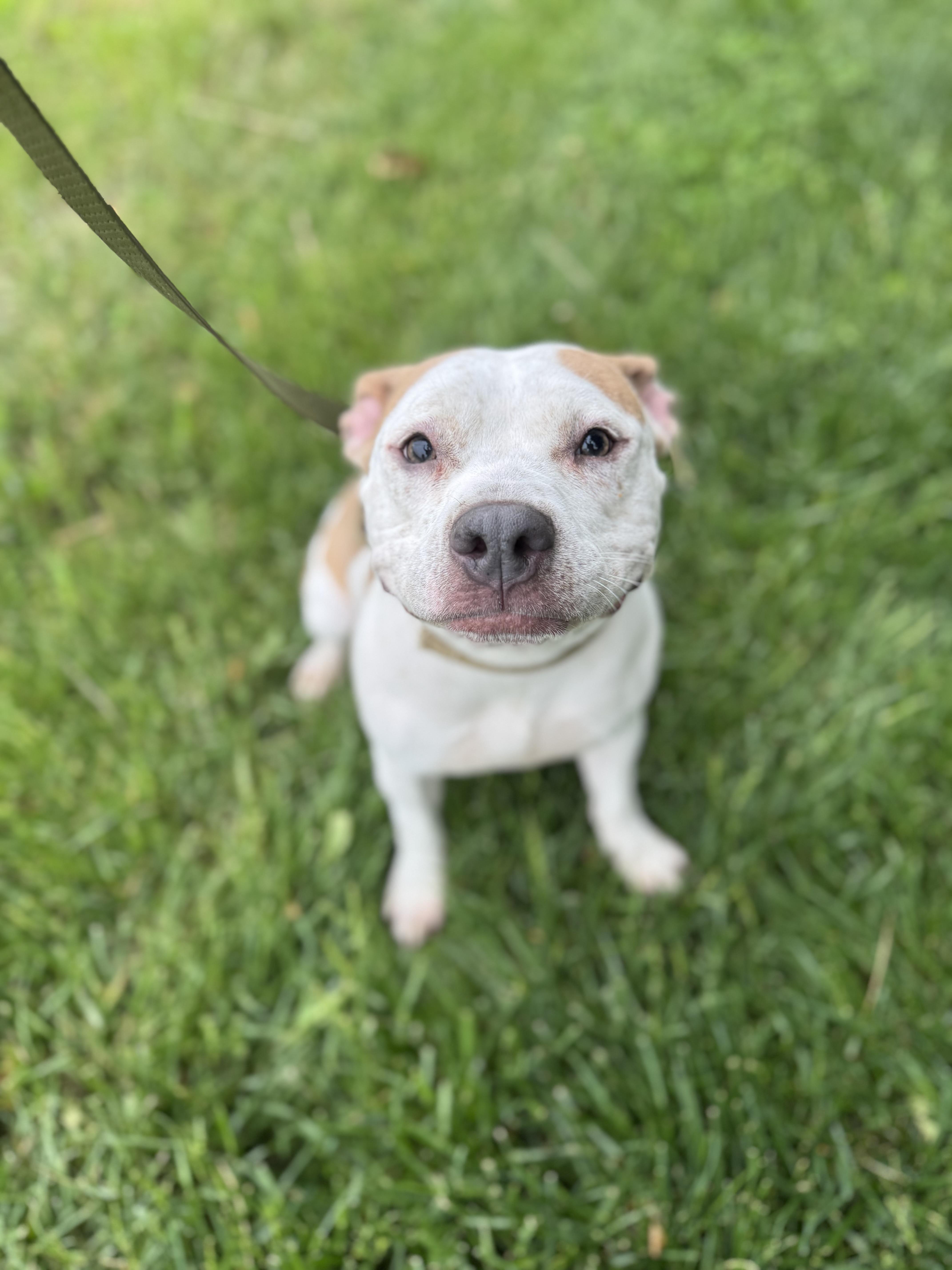 Ezri, a ADOPTABLE mixed breed in Blair, NE image 3/5