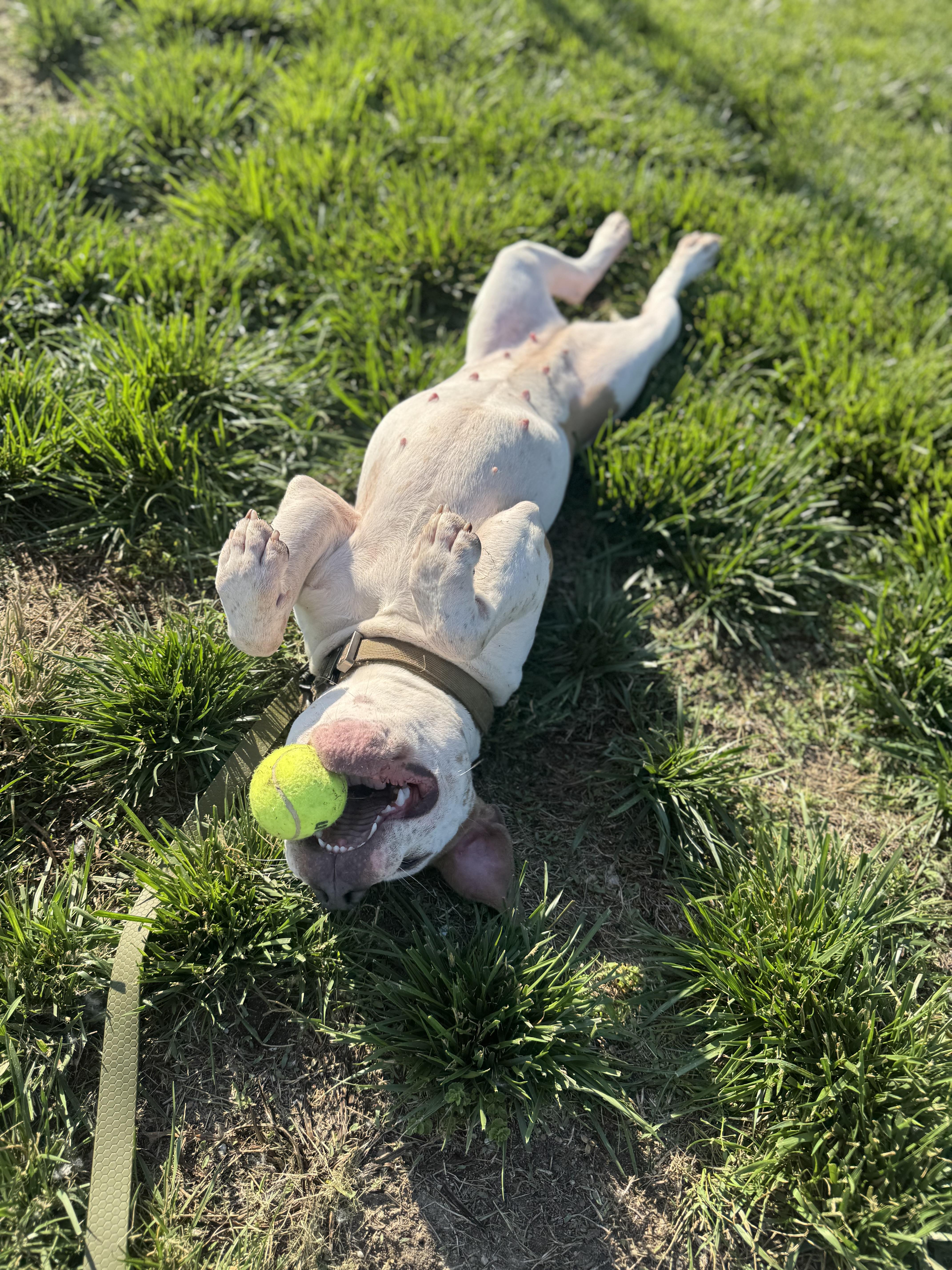 Ezri, a ADOPTABLE mixed breed in Blair, NE image 4/5
