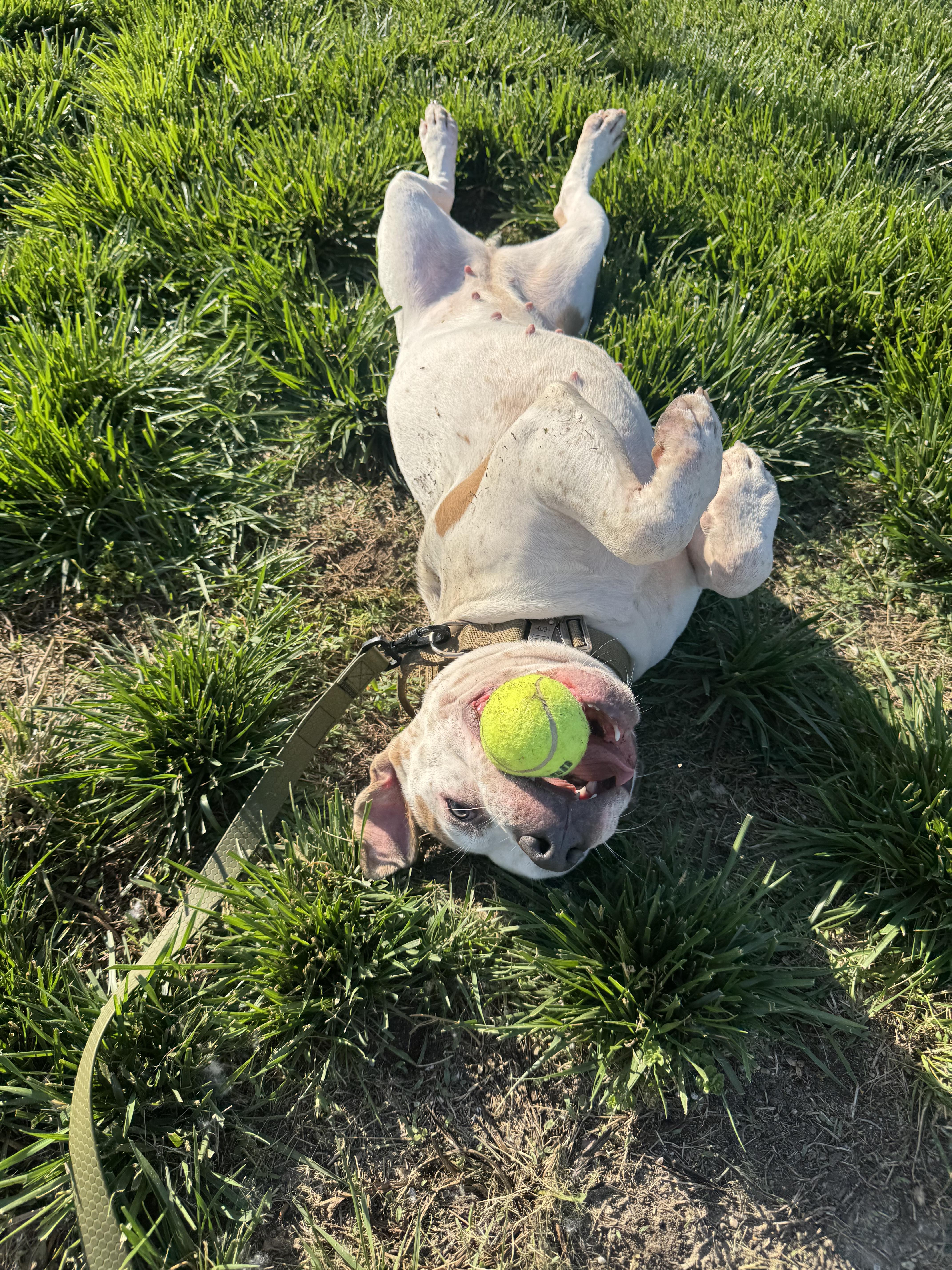 Ezri, a ADOPTABLE mixed breed in Blair, NE image 2/5
