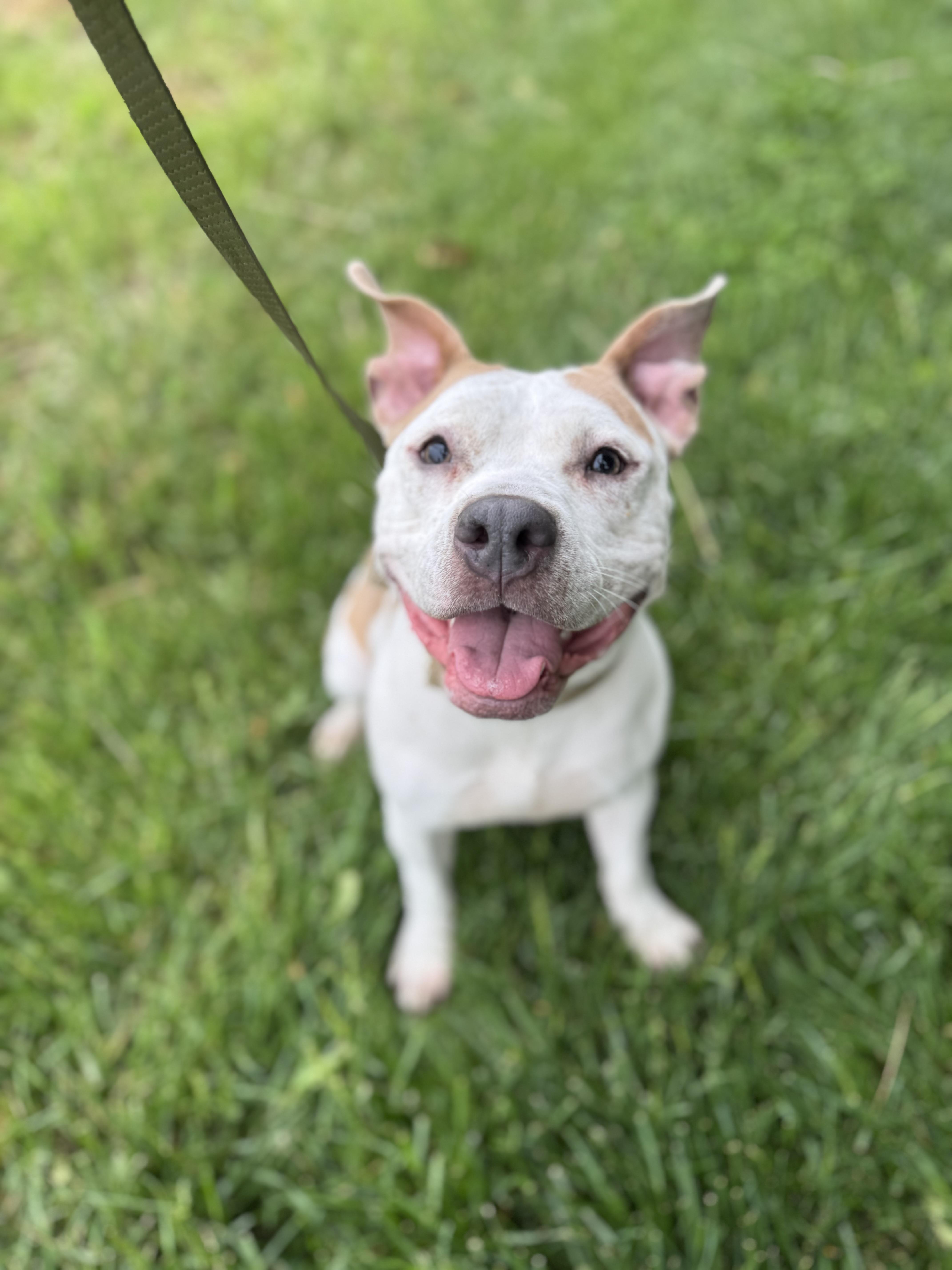 Ezri, a ADOPTABLE mixed breed in Blair, NE image 5/5