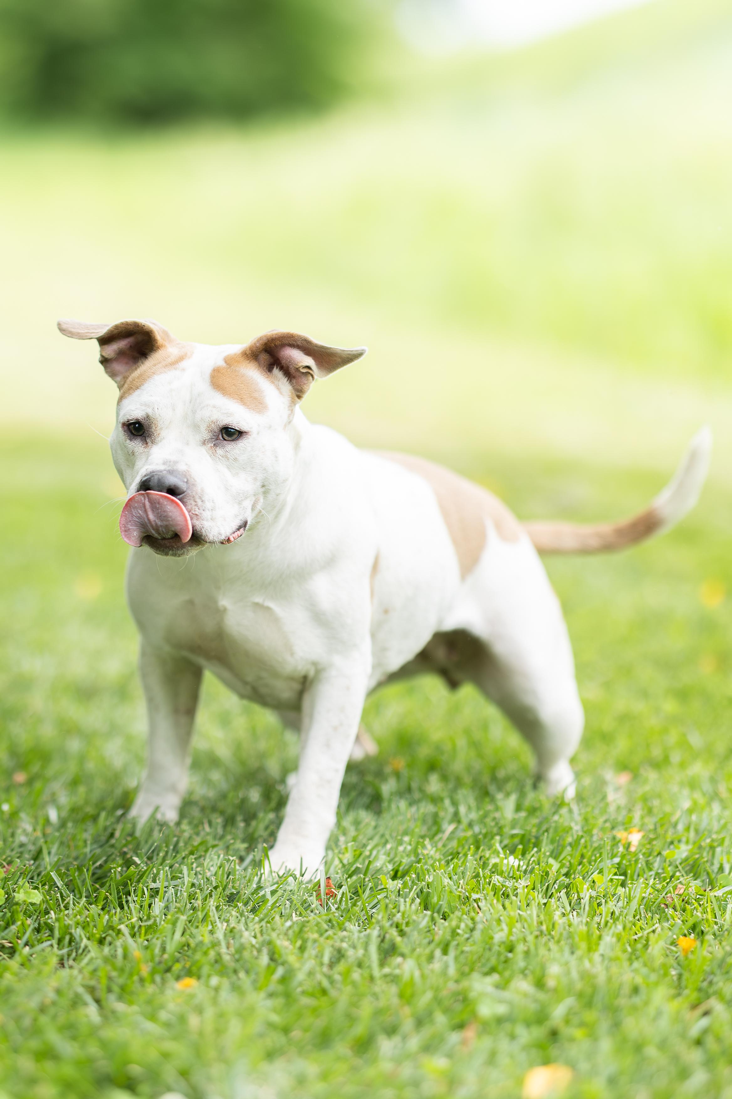 Ezri, a ADOPTABLE mixed breed in Blair, NE image 1/5