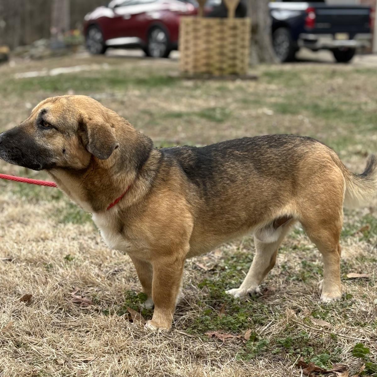 Maverick, Adoptable, Adult Male Basset Hound & Shepherd.