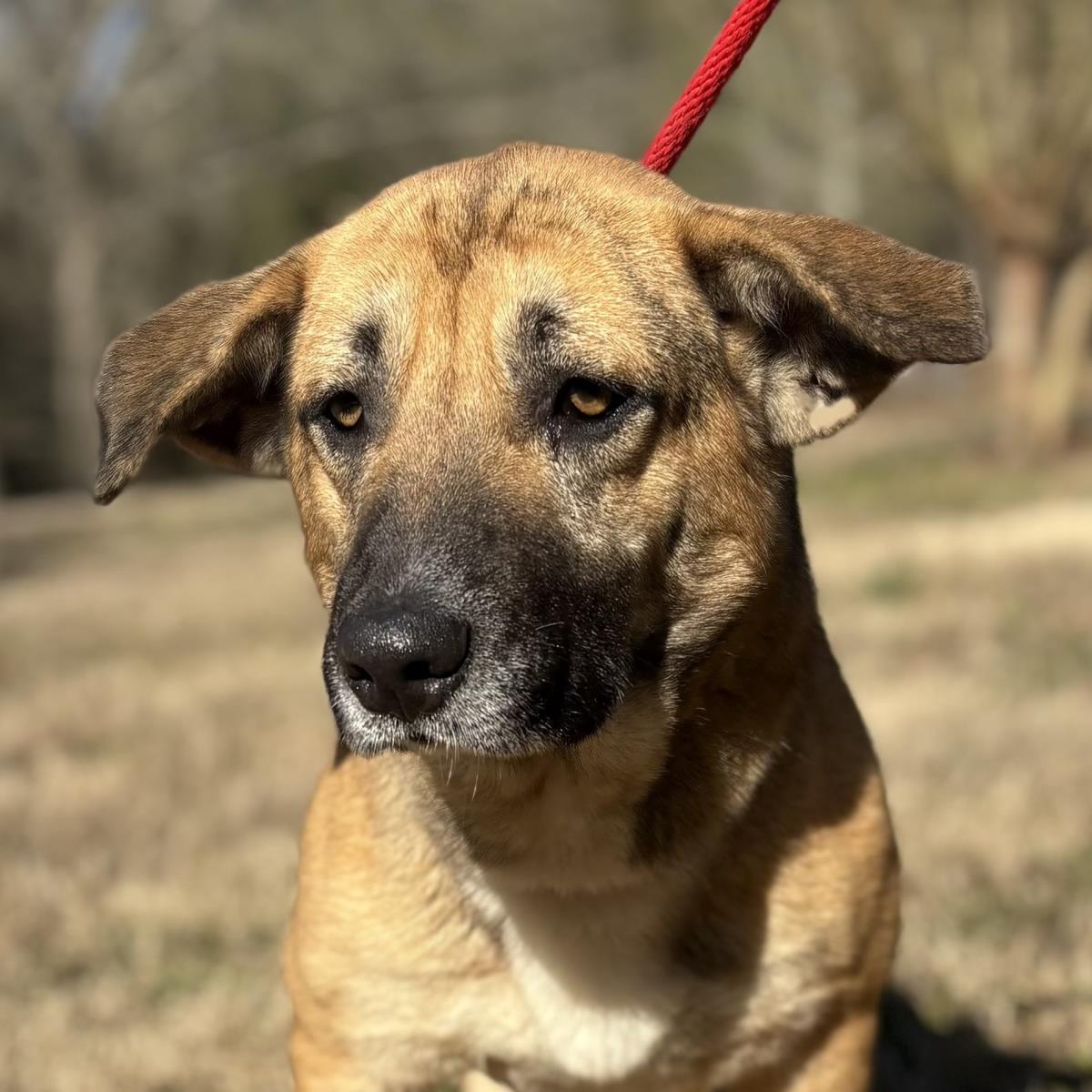 Maverick, a Adoptable mixed breed in Locust Fork, AL image 2/3