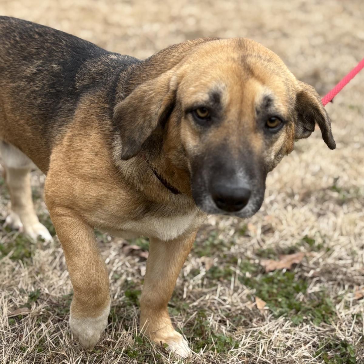 Maverick, a Adoptable mixed breed in Locust Fork, AL image 3/3