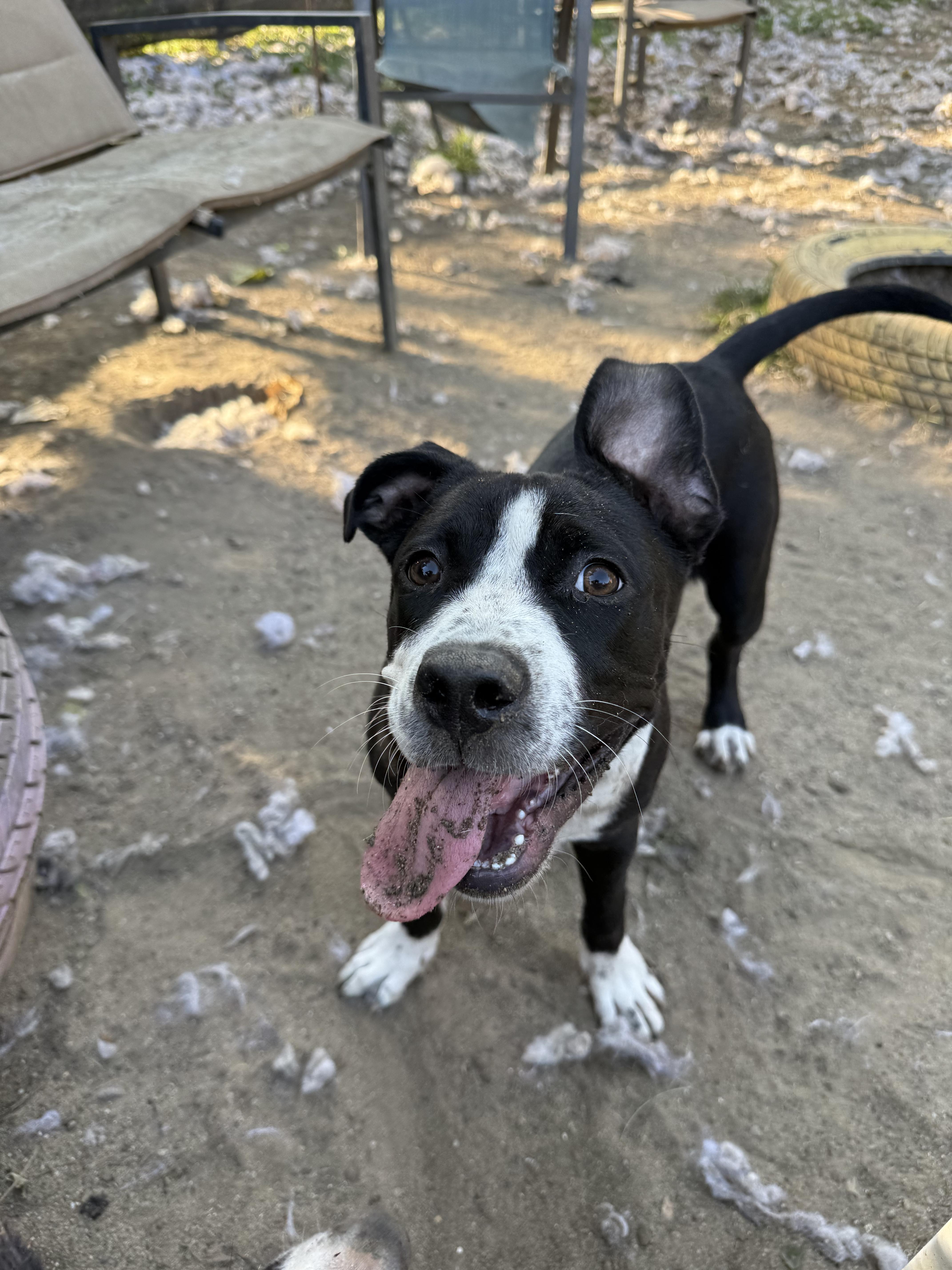 Enlarge Stephanie, a Adoptable mixed breed in INDIANAPOLIS, IN image 3/6
