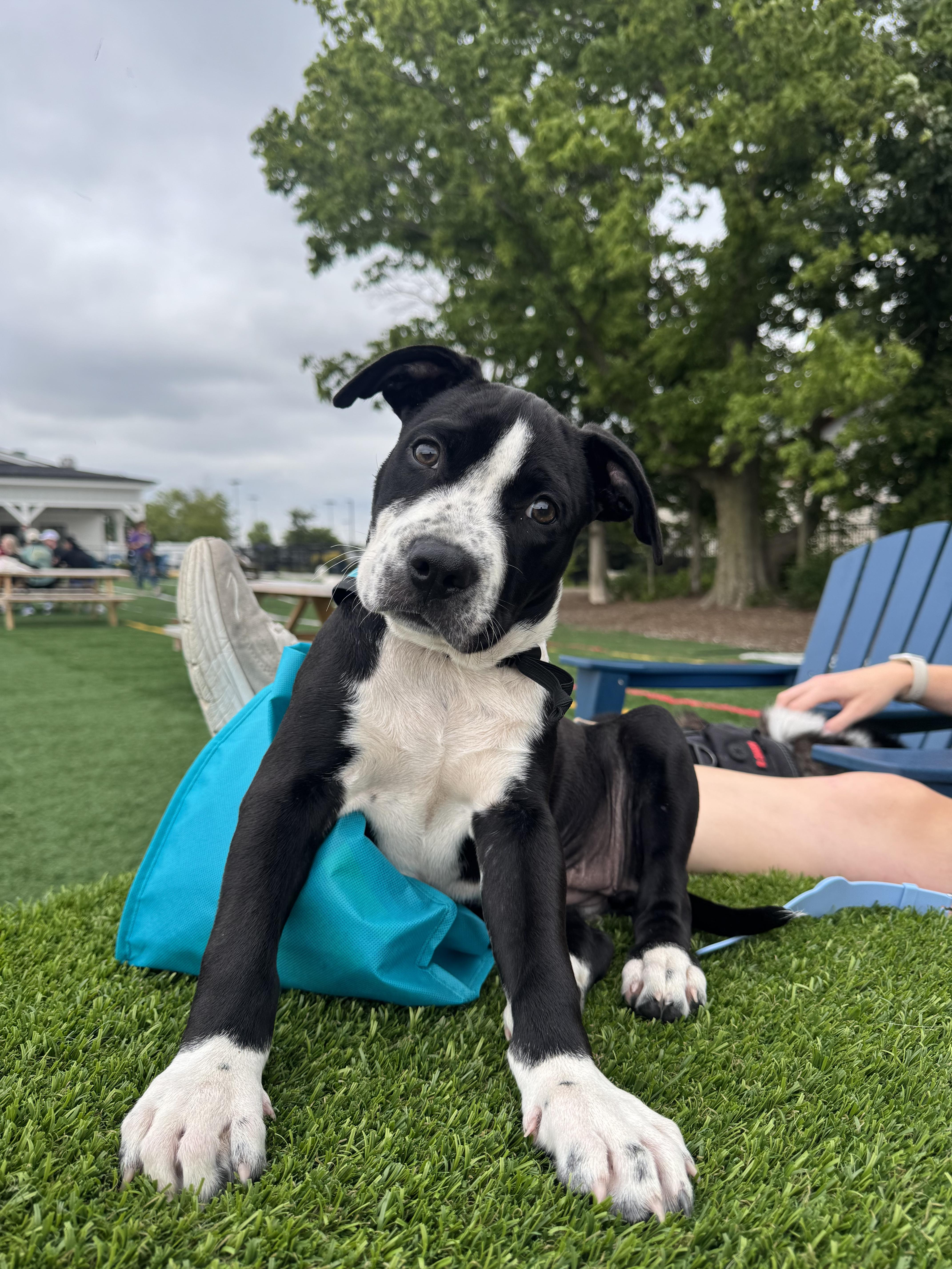 Enlarge Stephanie, a Adoptable mixed breed in INDIANAPOLIS, IN image 2/6