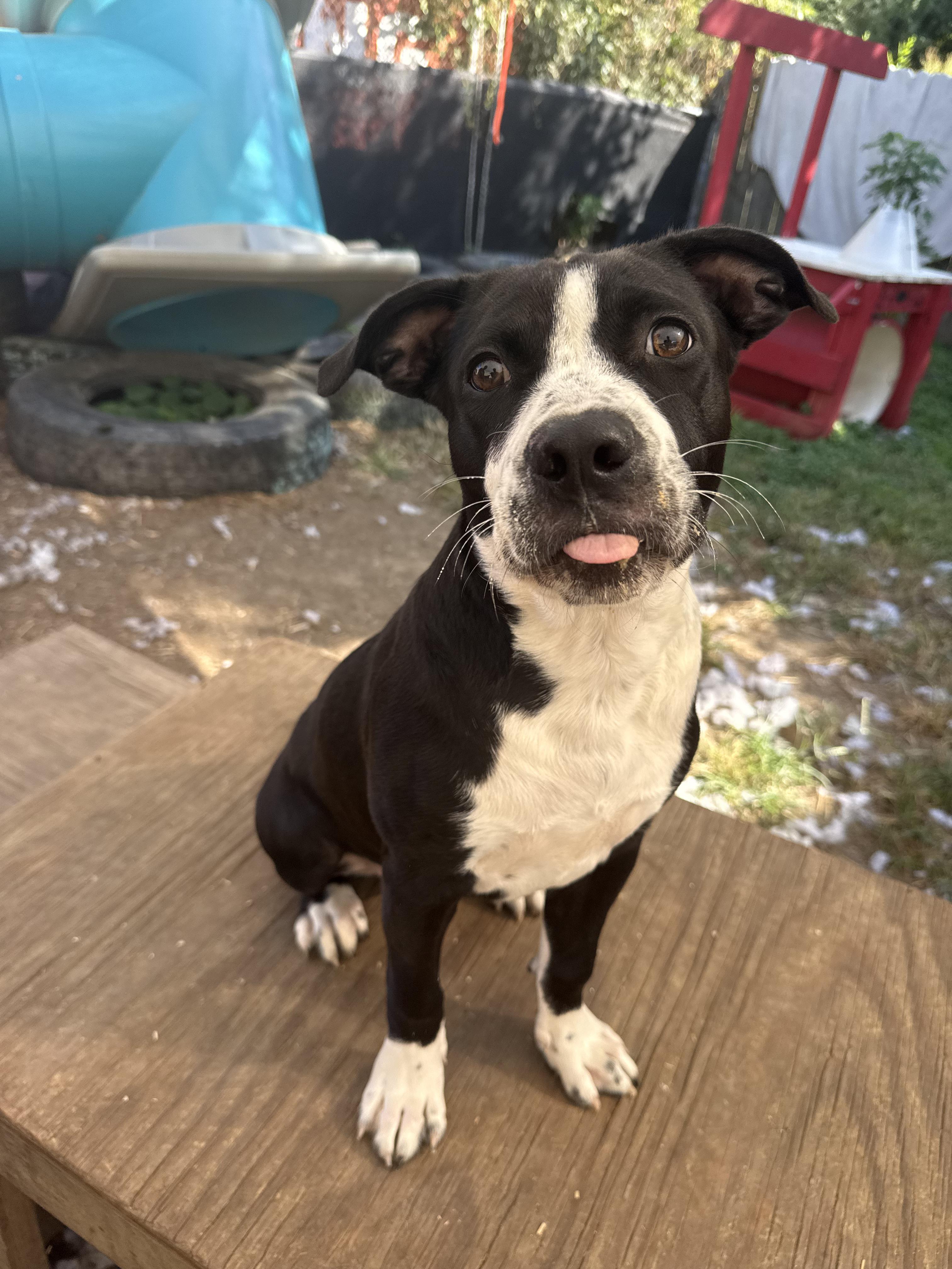 Enlarge Stephanie, a Adoptable mixed breed in INDIANAPOLIS, IN image 1/6