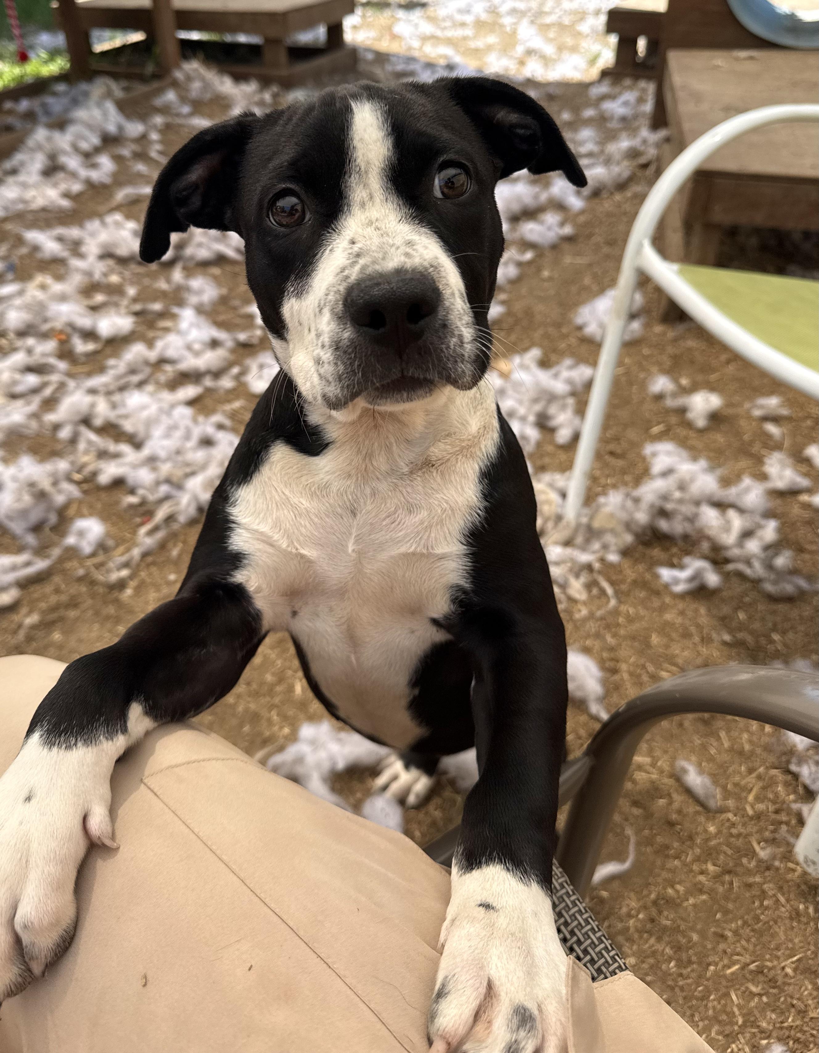 Enlarge Stephanie, a Adoptable mixed breed in INDIANAPOLIS, IN image 6/6