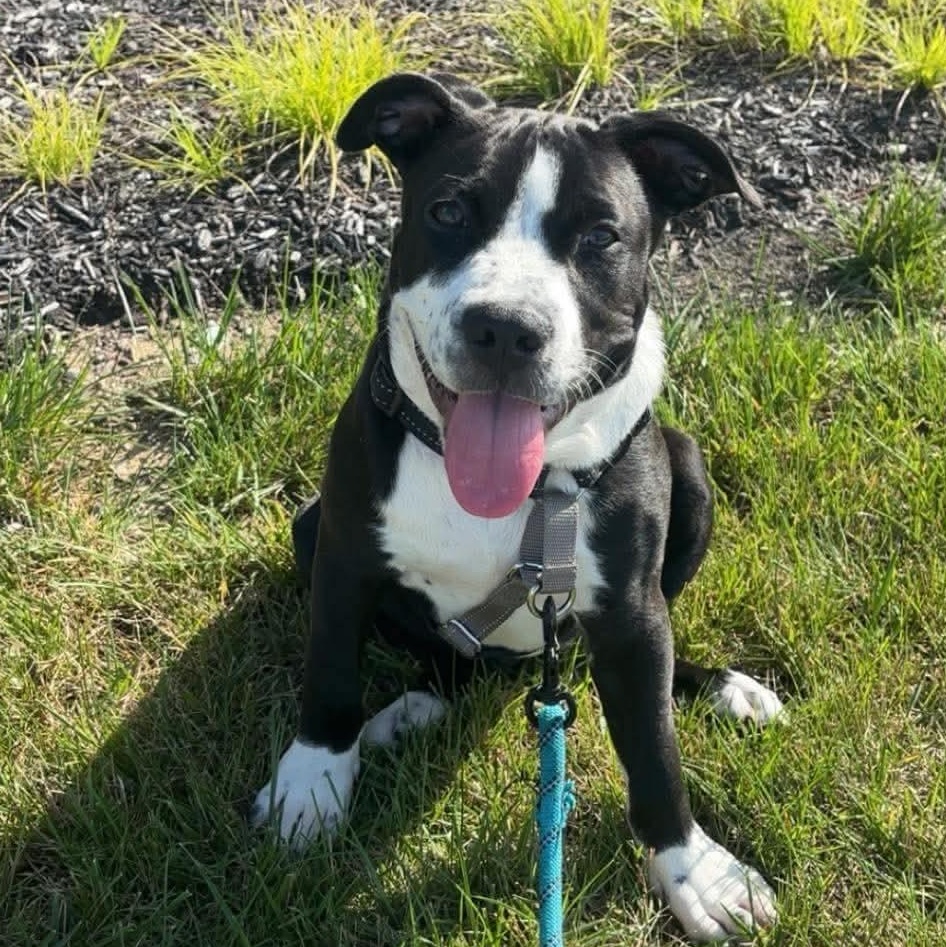Enlarge Stephanie, a Adoptable mixed breed in INDIANAPOLIS, IN image 4/6