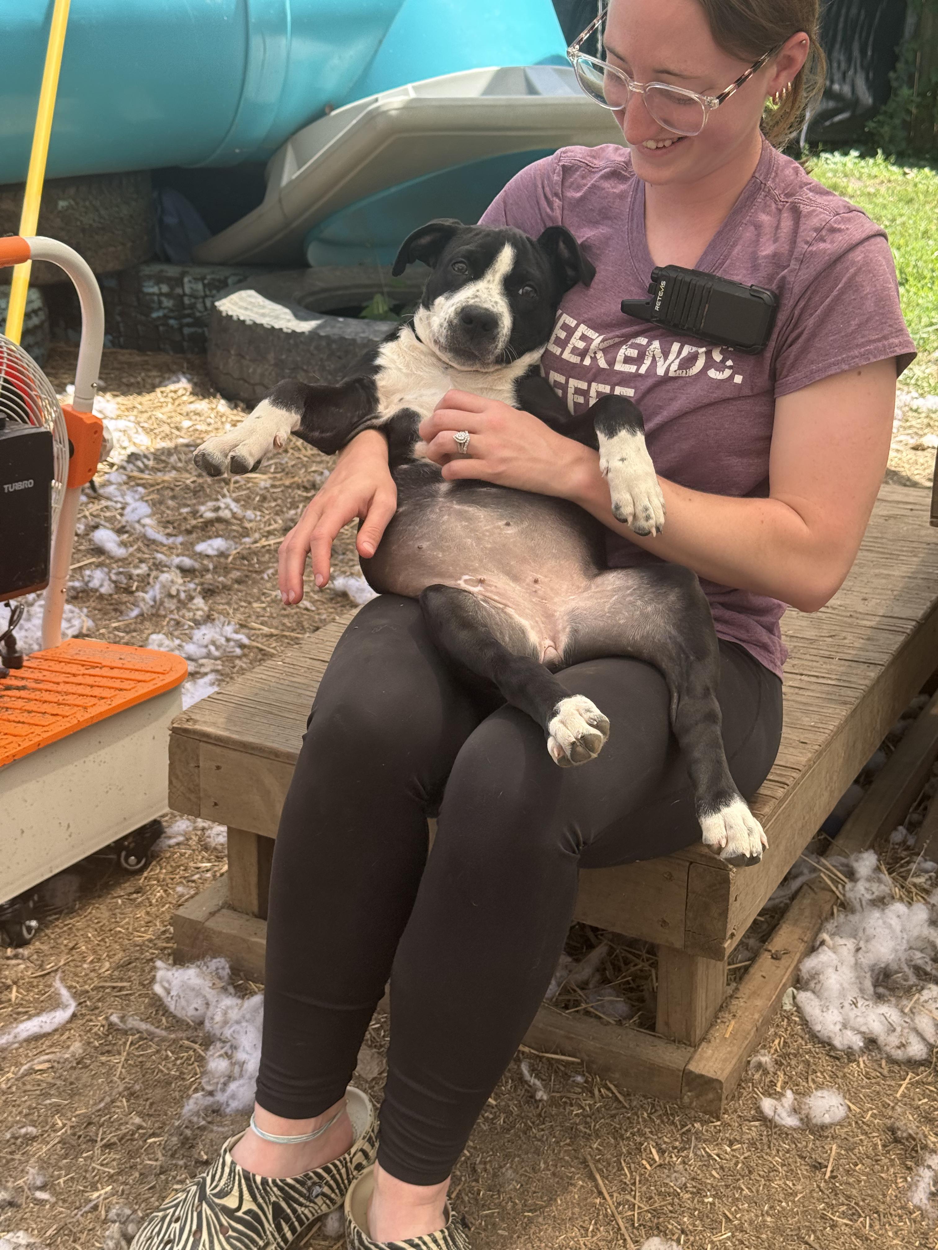 Enlarge Stephanie, a Adoptable mixed breed in INDIANAPOLIS, IN image 5/6