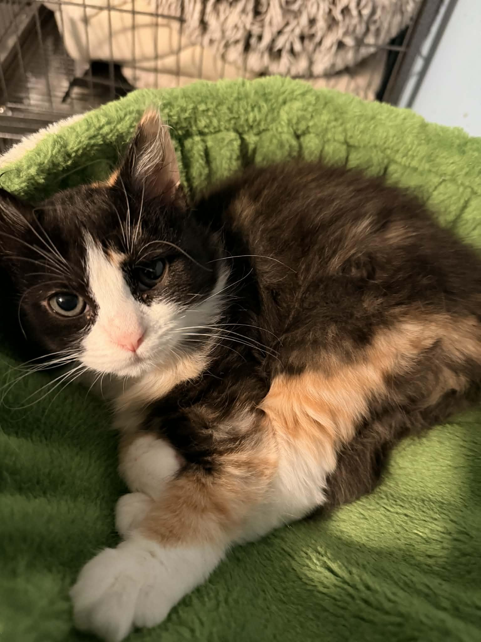 Madonna, adopted, Kitten Female Domestic Medium Hair.