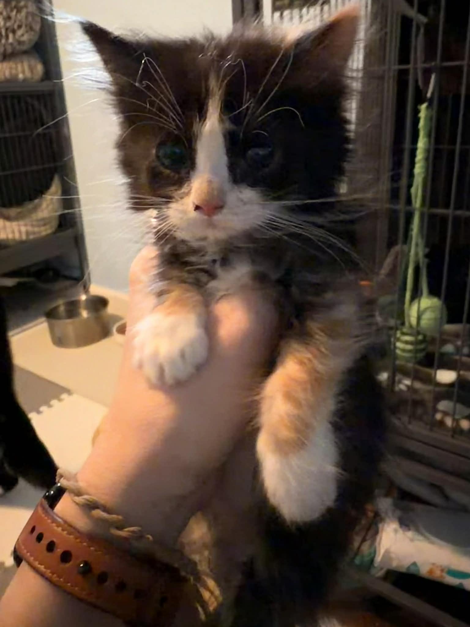 Enlarge Madonna, an adopted Domestic Medium Hair in Overland Park, KS image 4/5