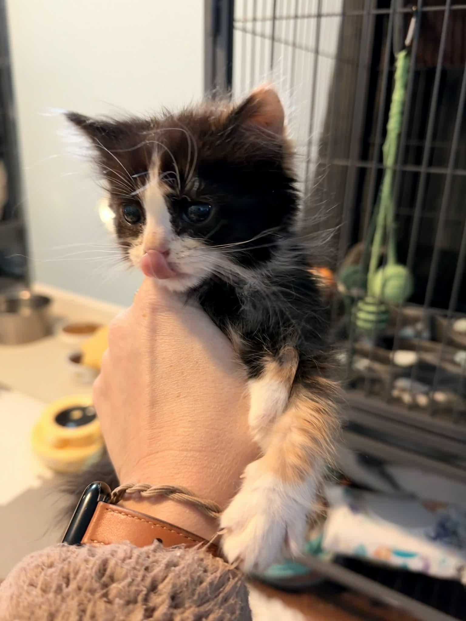 Enlarge Madonna, an adopted Domestic Medium Hair in Overland Park, KS image 5/5