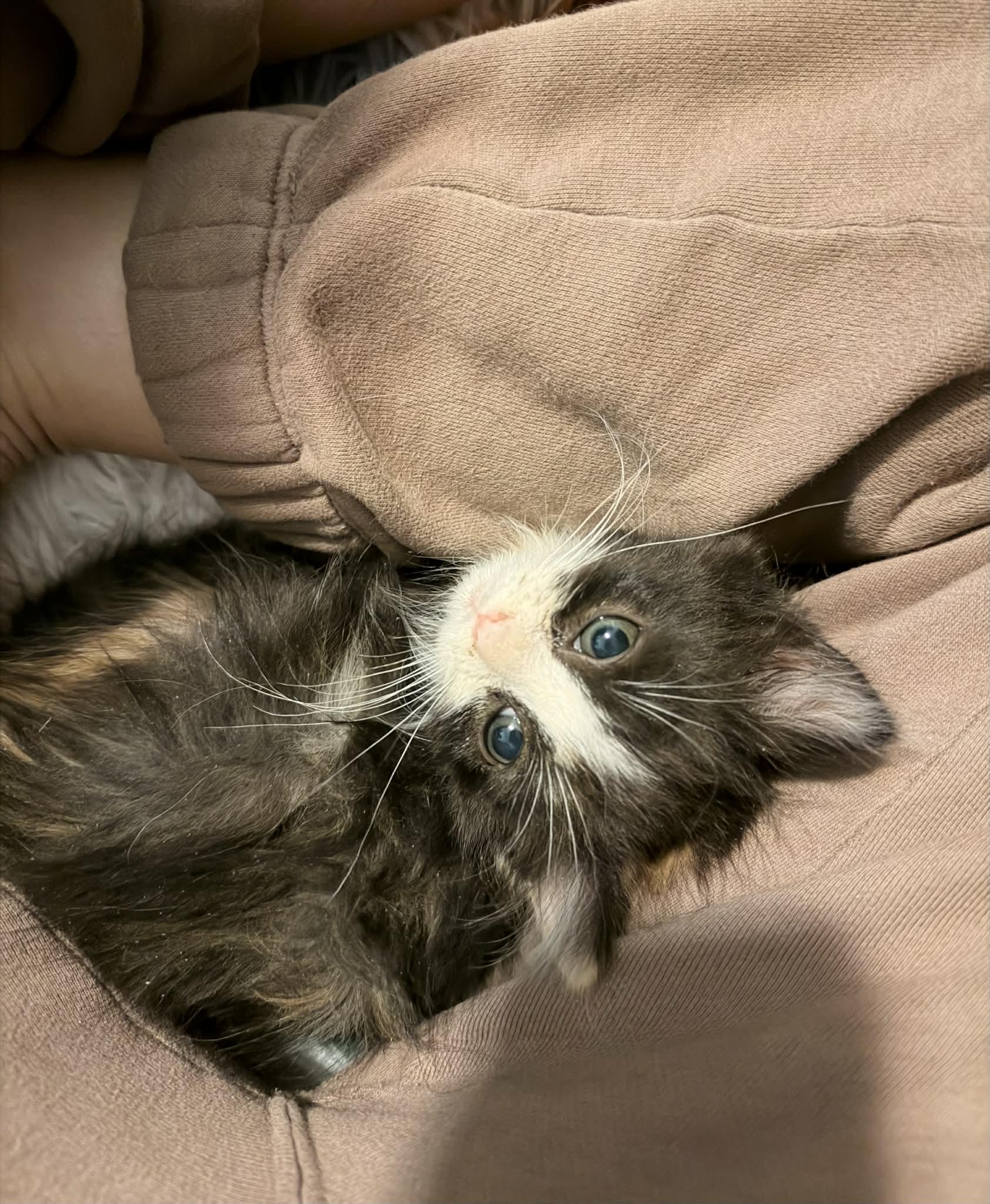 Enlarge Madonna, an adopted Domestic Medium Hair in Overland Park, KS image 3/5