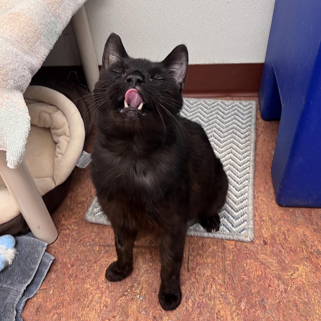 Garfunkel, Adoptable, Senior Male Domestic Short Hair.