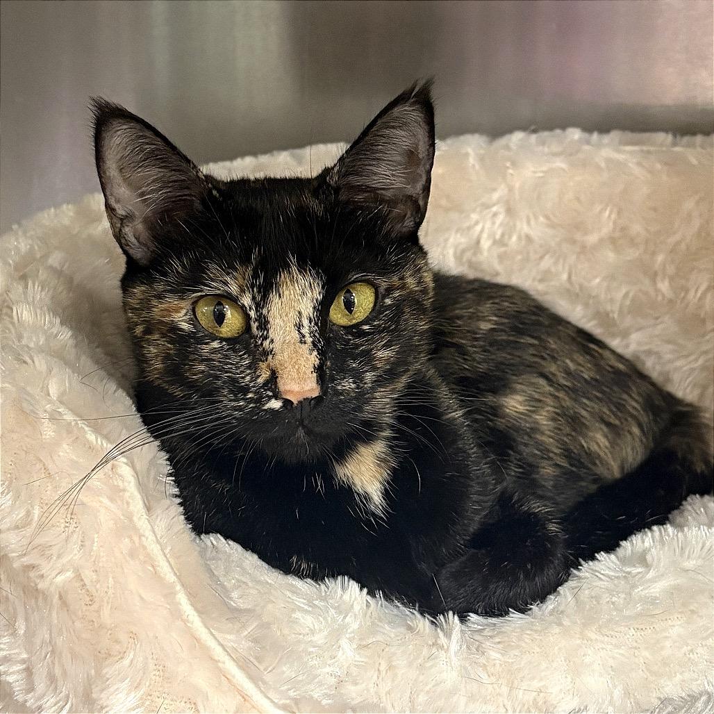 Hera, Adoptable, Adult Female Domestic Short Hair.