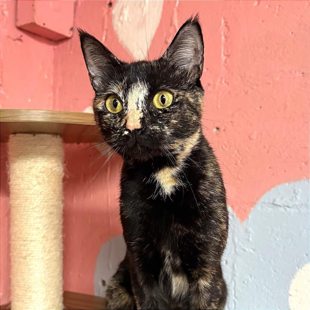 Enlarge Hera, a Adoptable Domestic Short Hair in Fort Lauderdale, FL image 2/6