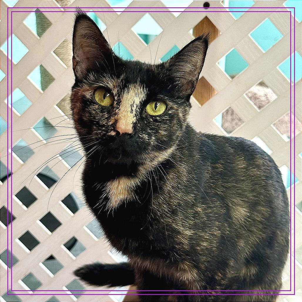 Enlarge Hera, a Adoptable Domestic Short Hair in Fort Lauderdale, FL image 3/6