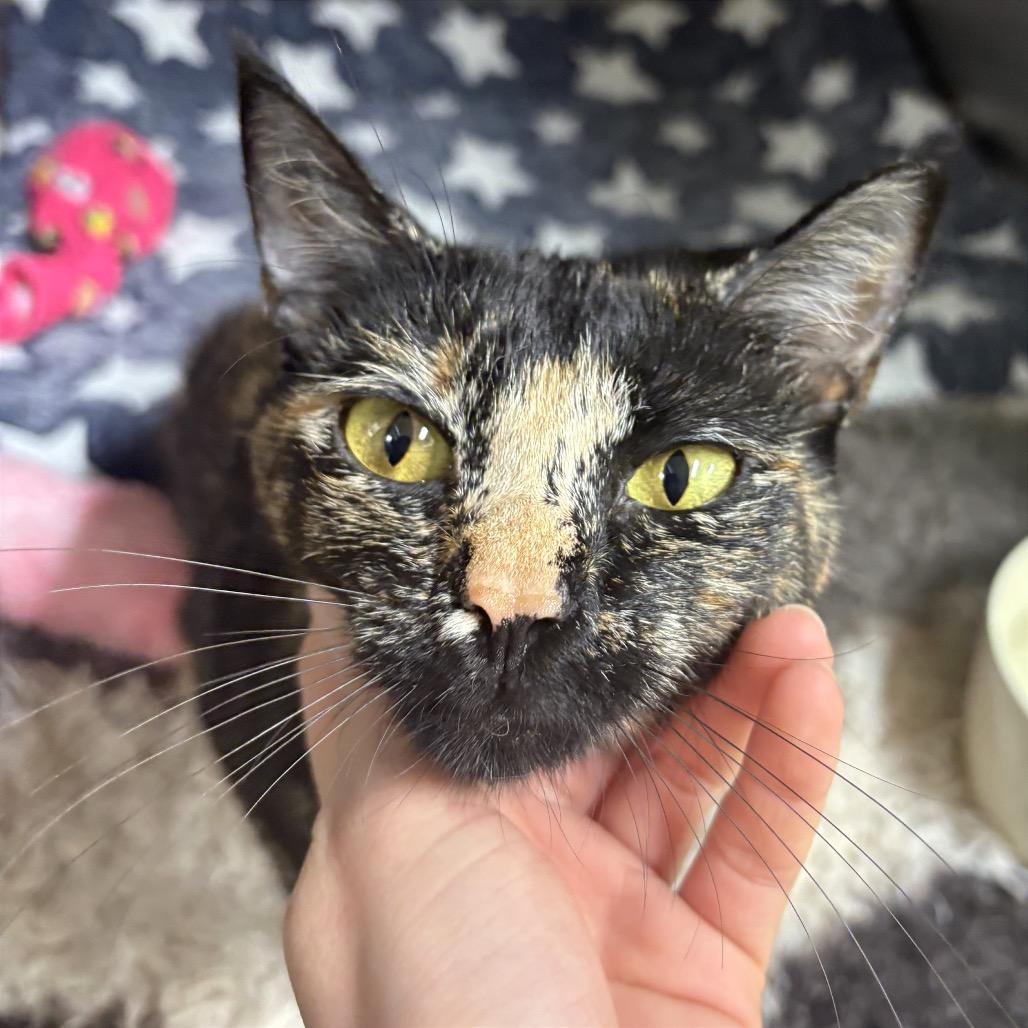Enlarge Hera, a Adoptable Domestic Short Hair in Fort Lauderdale, FL image 4/6