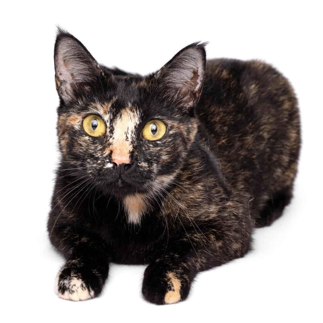 Enlarge Hera, a Adoptable Domestic Short Hair in Fort Lauderdale, FL image 5/6