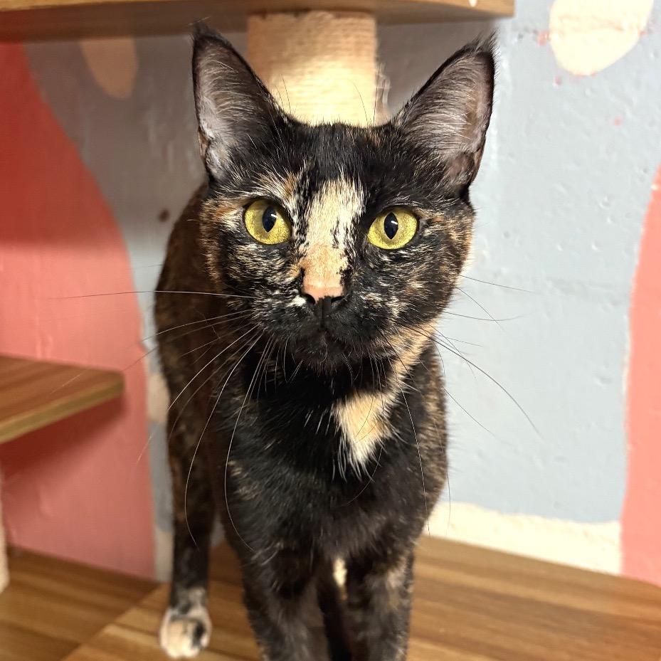 Enlarge Hera, a Adoptable Domestic Short Hair in Fort Lauderdale, FL image 6/6