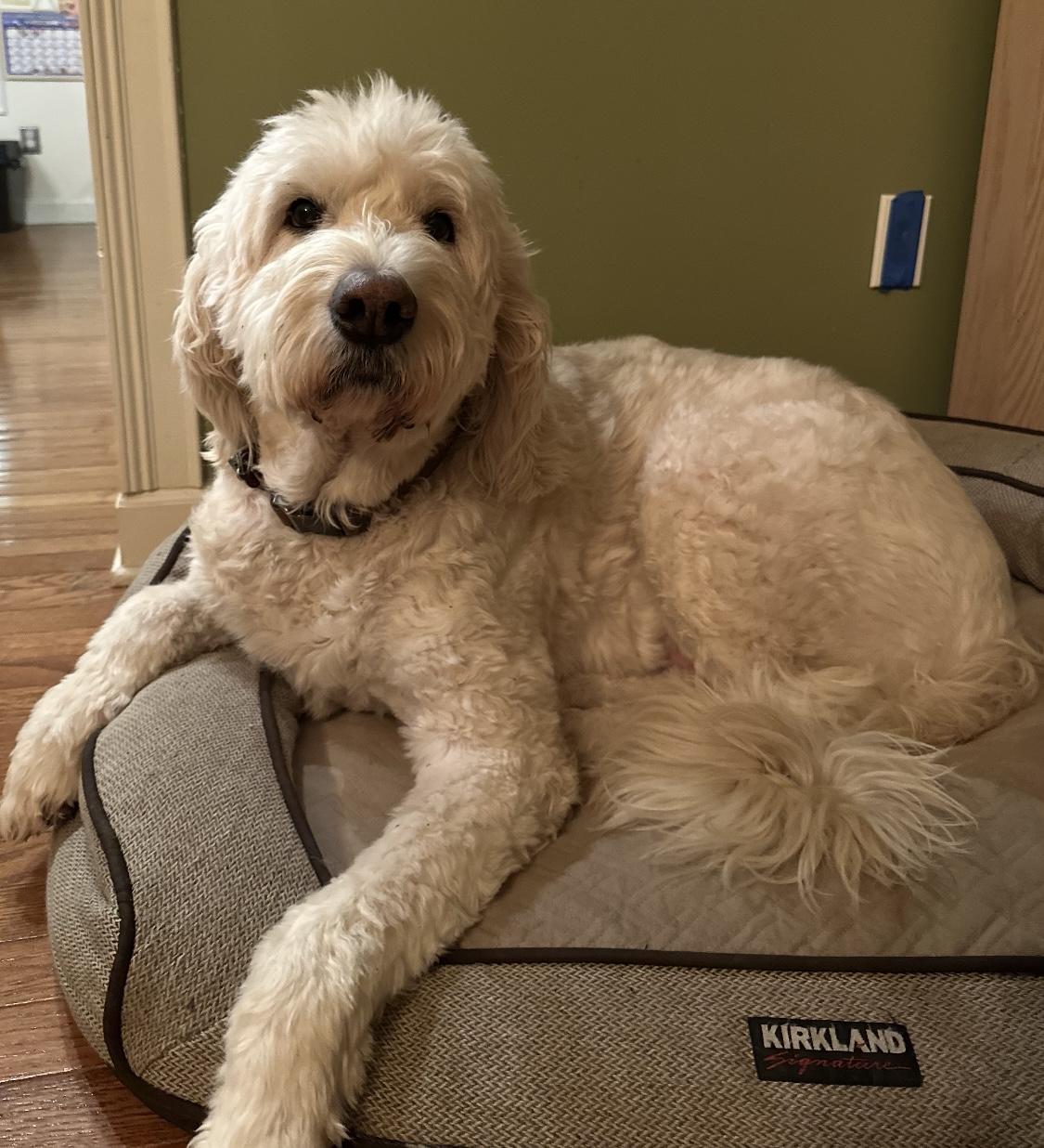 Noah, an adoptable Goldendoodle in Clinton, PA, 15026 | Photo Image 5