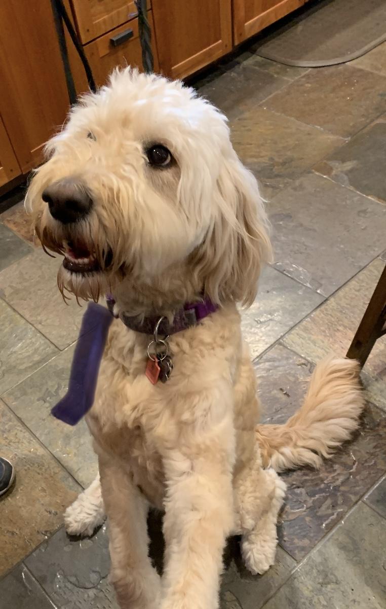 Noah, an adoptable Goldendoodle in Clinton, PA, 15026 | Photo Image 3