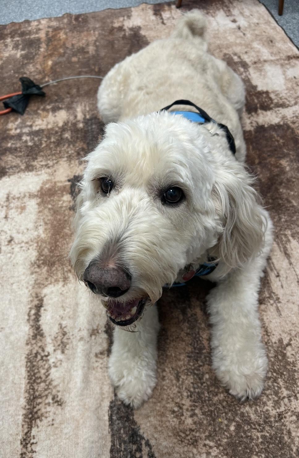 Noah, an adoptable Goldendoodle in Clinton, PA, 15026 | Photo Image 2