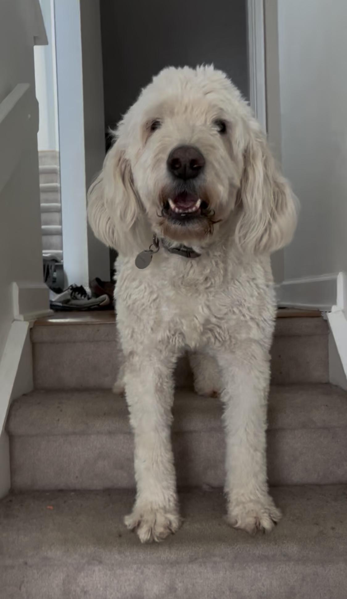 Noah, an adoptable Goldendoodle in Clinton, PA, 15026 | Photo Image 6