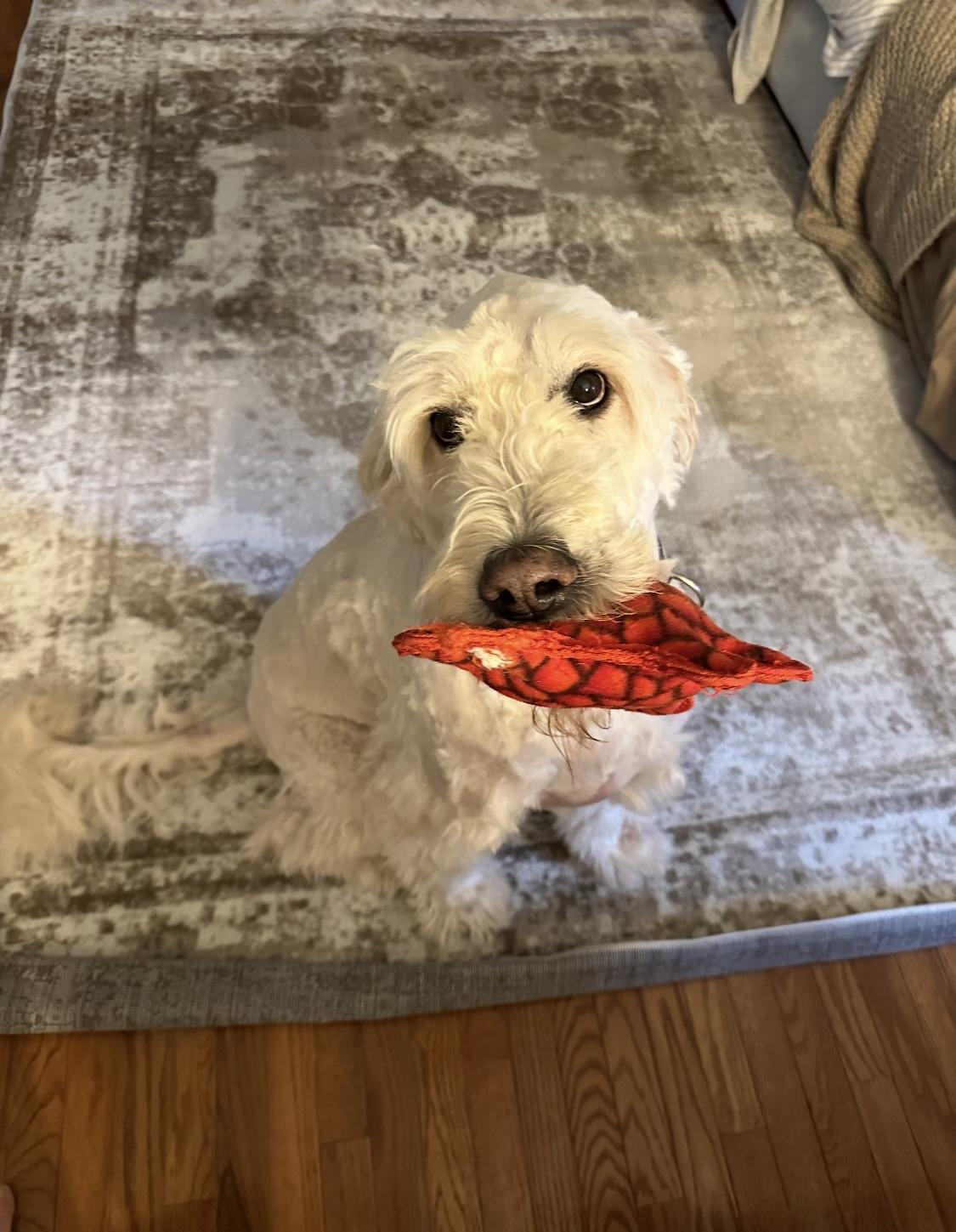 Noah, an adoptable Goldendoodle in Clinton, PA, 15026 | Photo Image 1