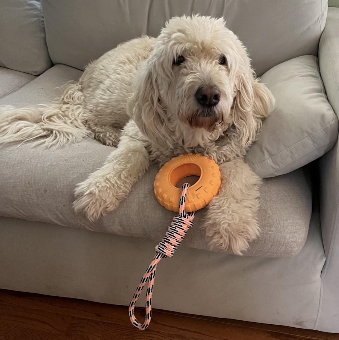 Noah, an adoptable Goldendoodle in Clinton, PA, 15026 | Photo Image 4