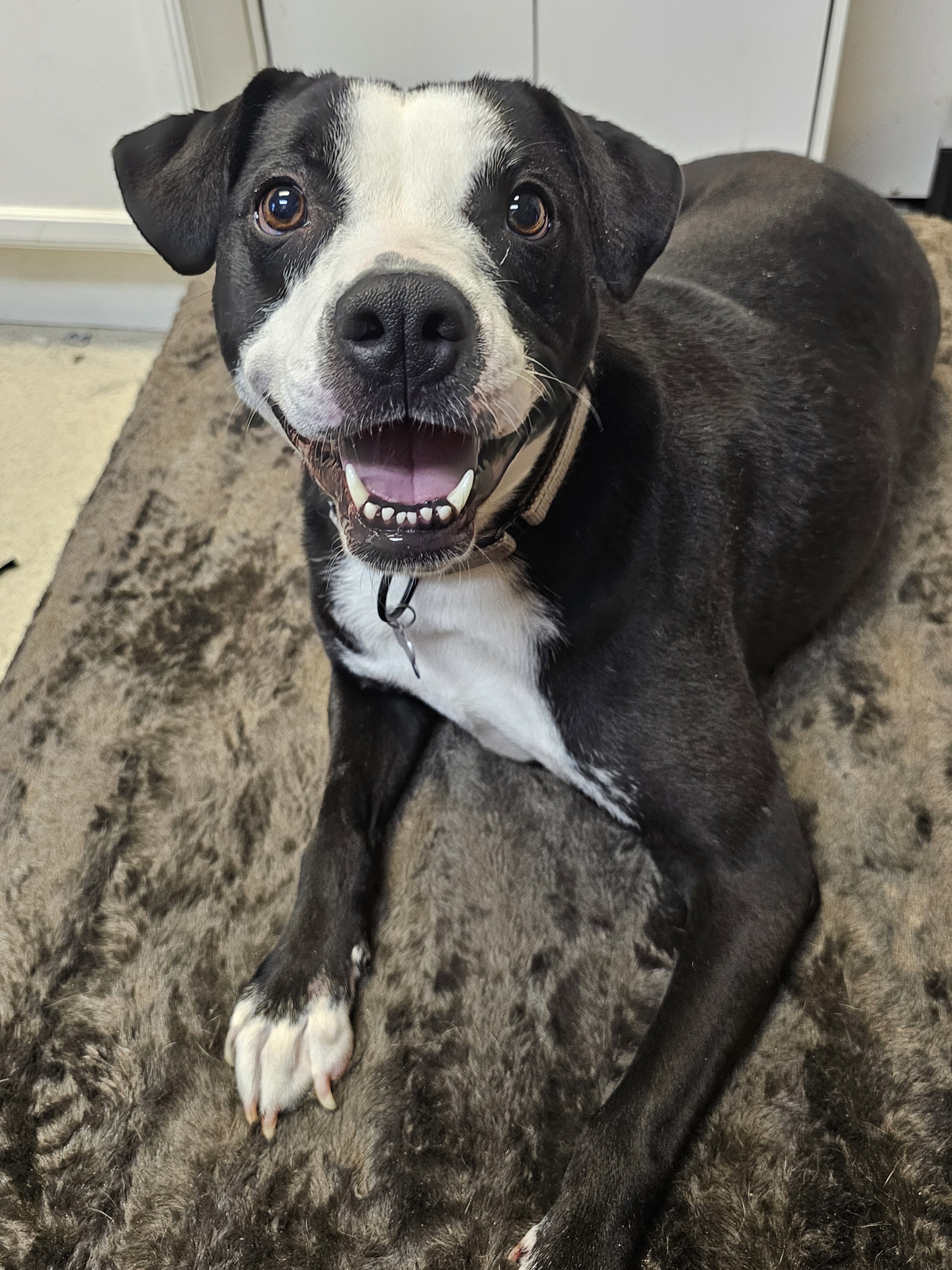 KARMA, a Adoptable mixed breed in TULSA, OK image 1/6