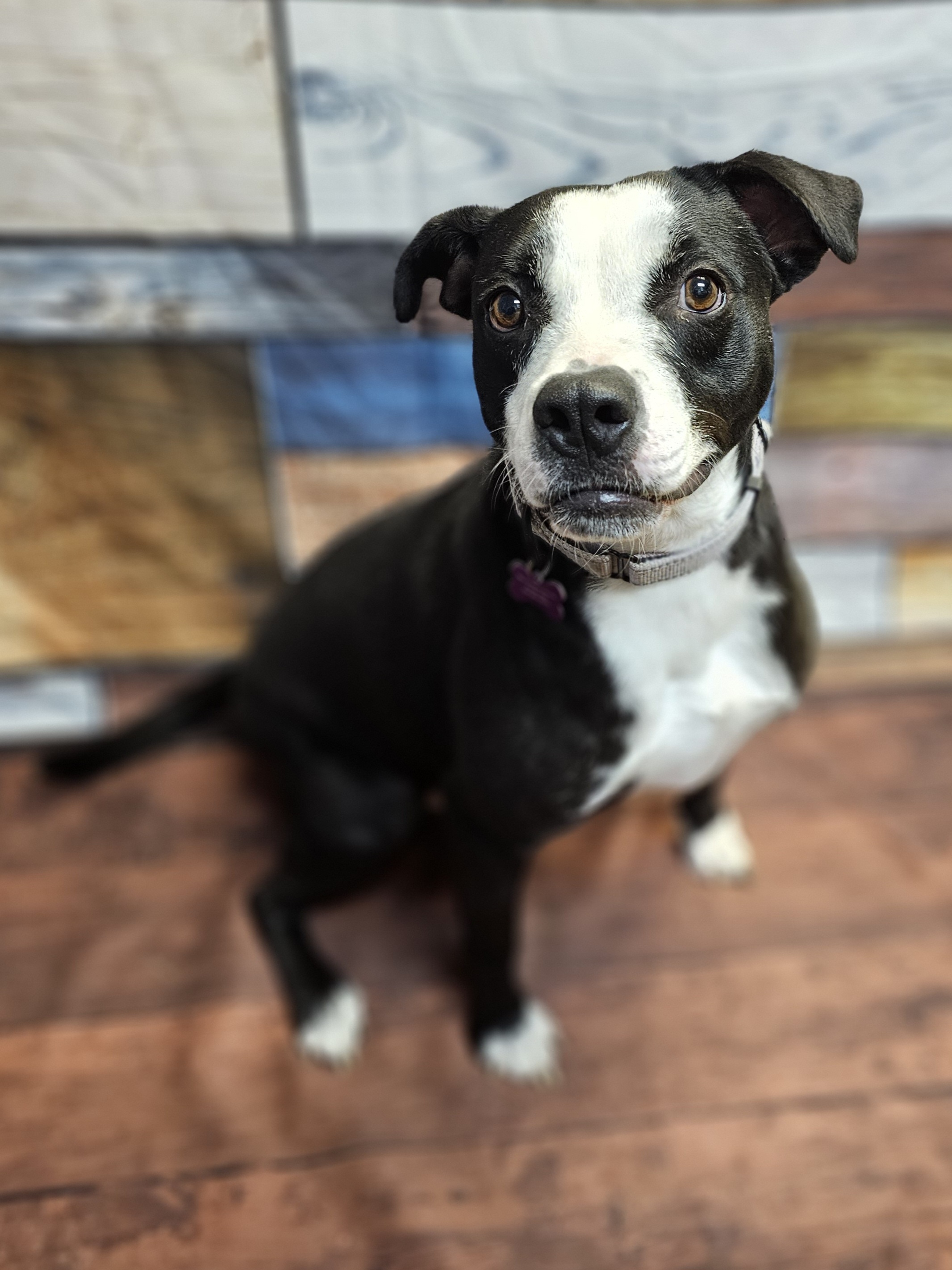 KARMA, a Adoptable mixed breed in TULSA, OK image 3/6