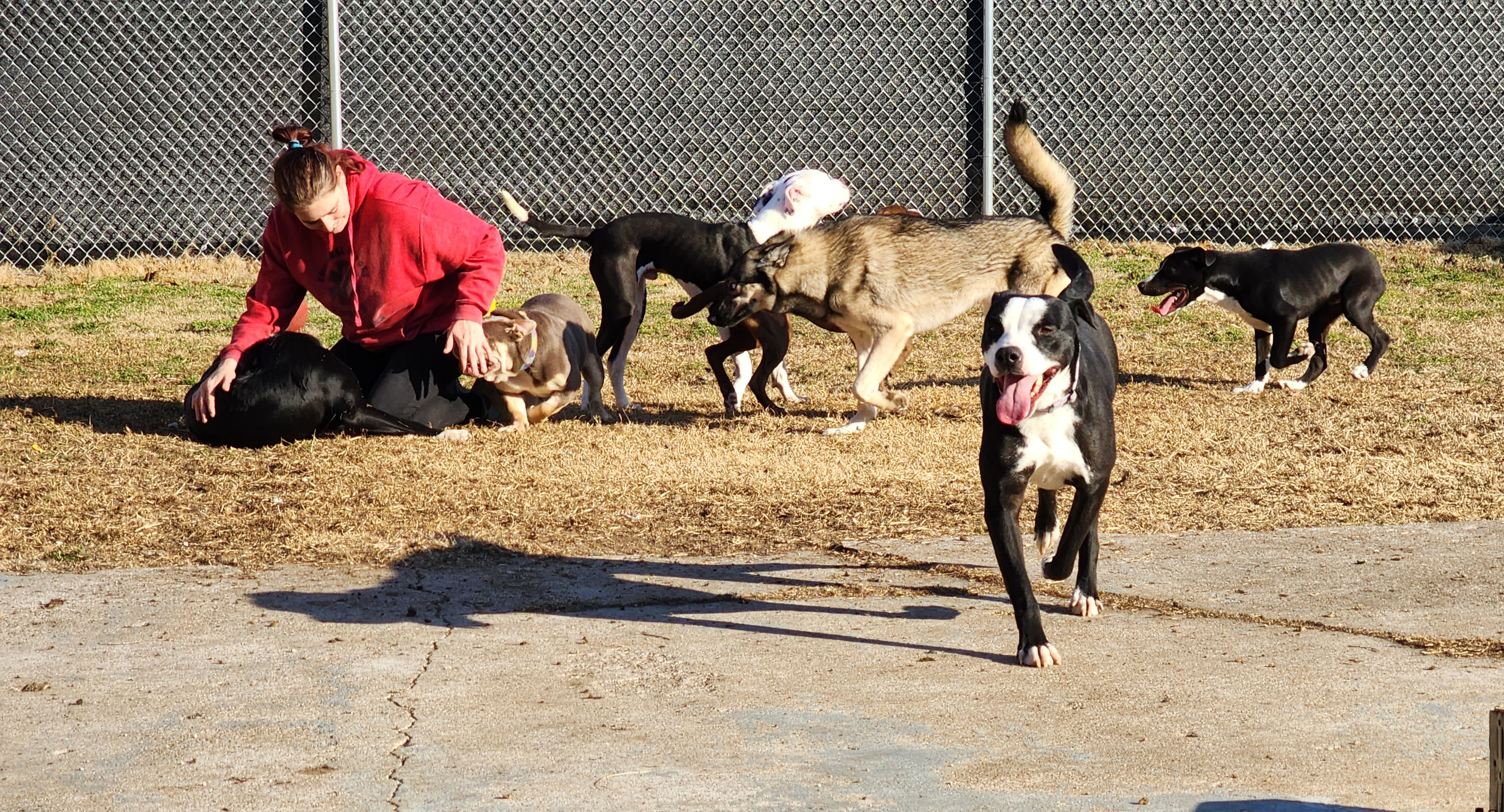 KARMA, a Adoptable mixed breed in TULSA, OK image 4/6